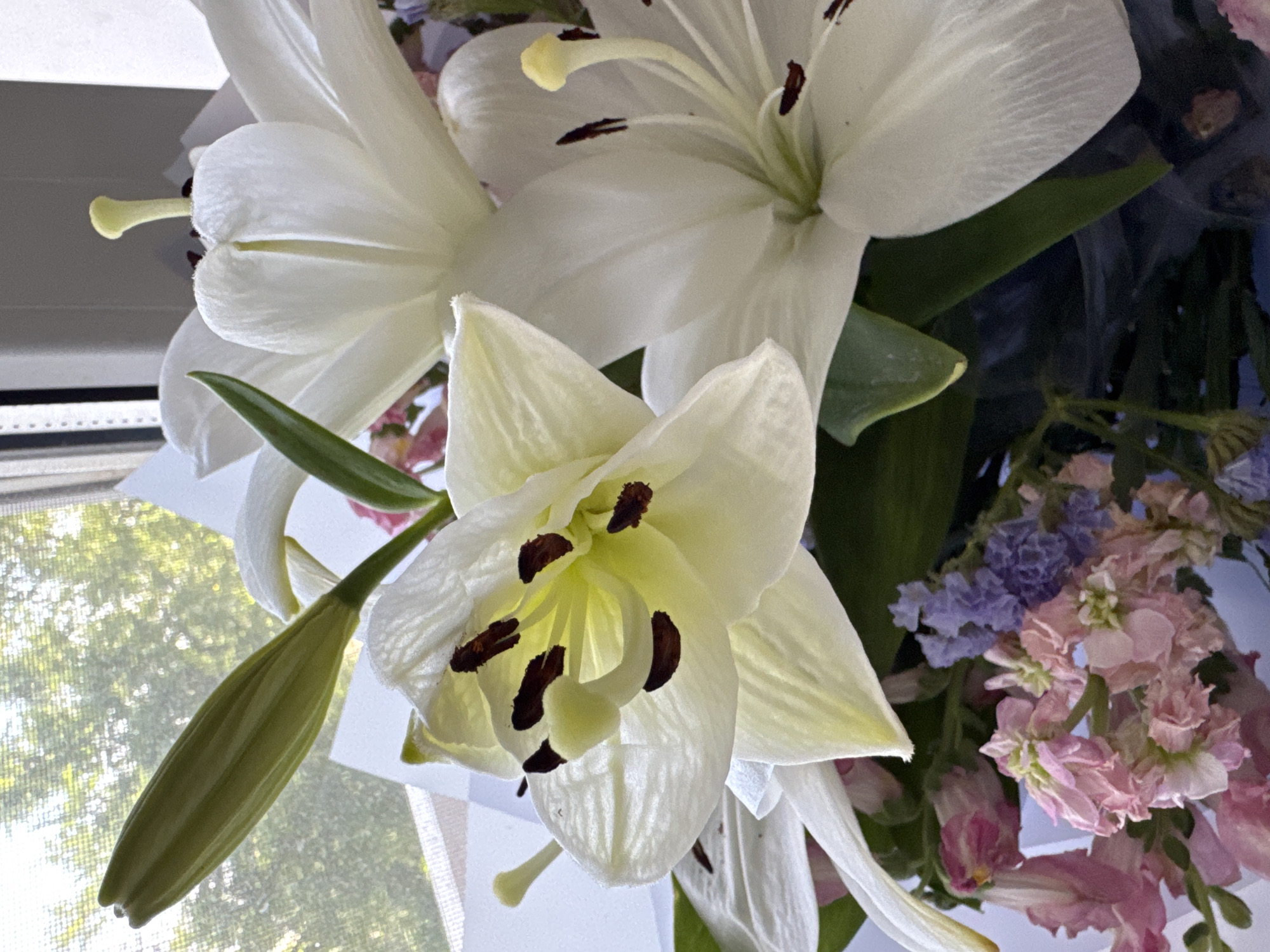 Close-up shots of lilies, chrysanthemums, and a houseplant