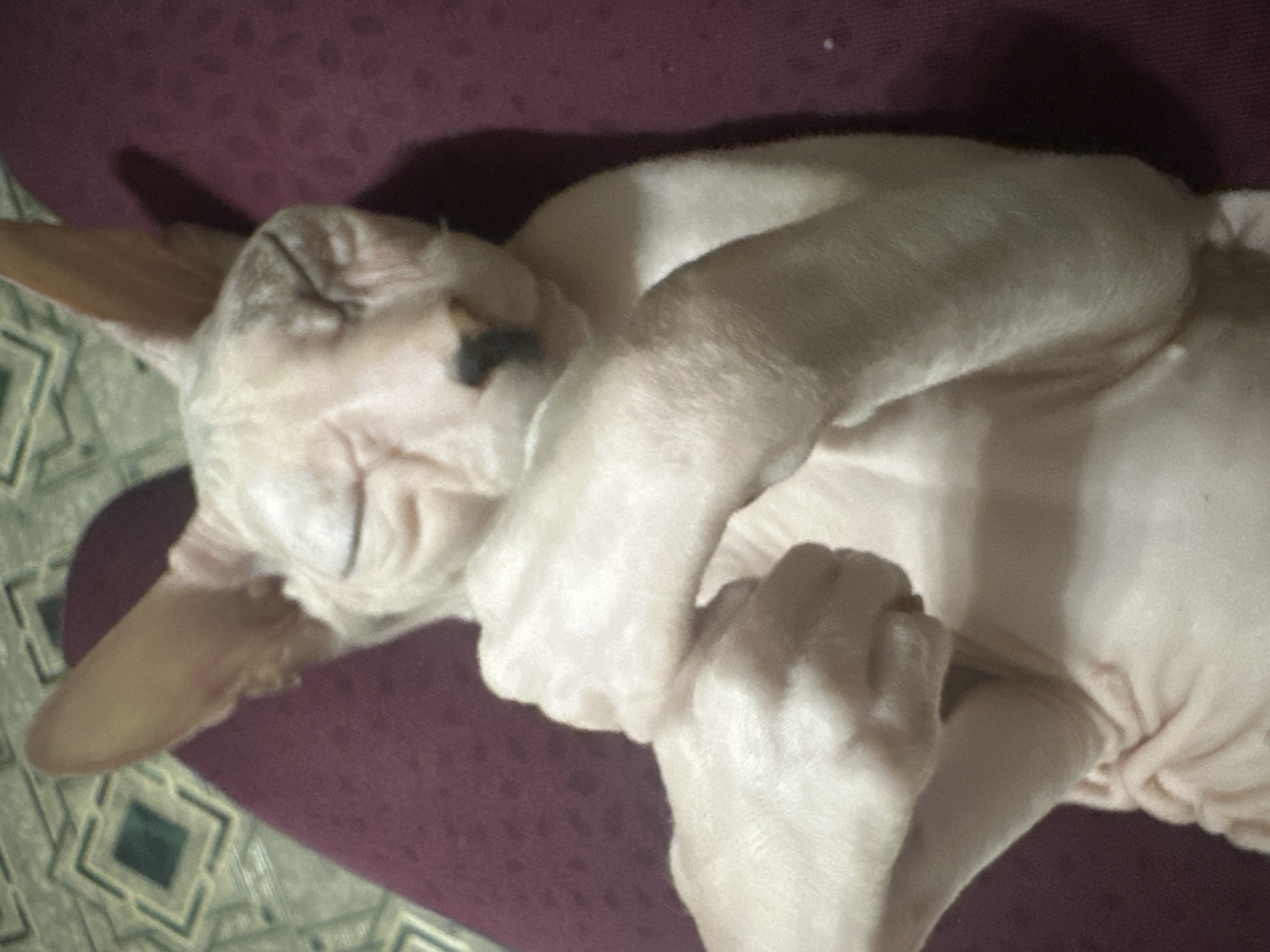 Sphynx cat lounging and getting affection at home in Togliatti