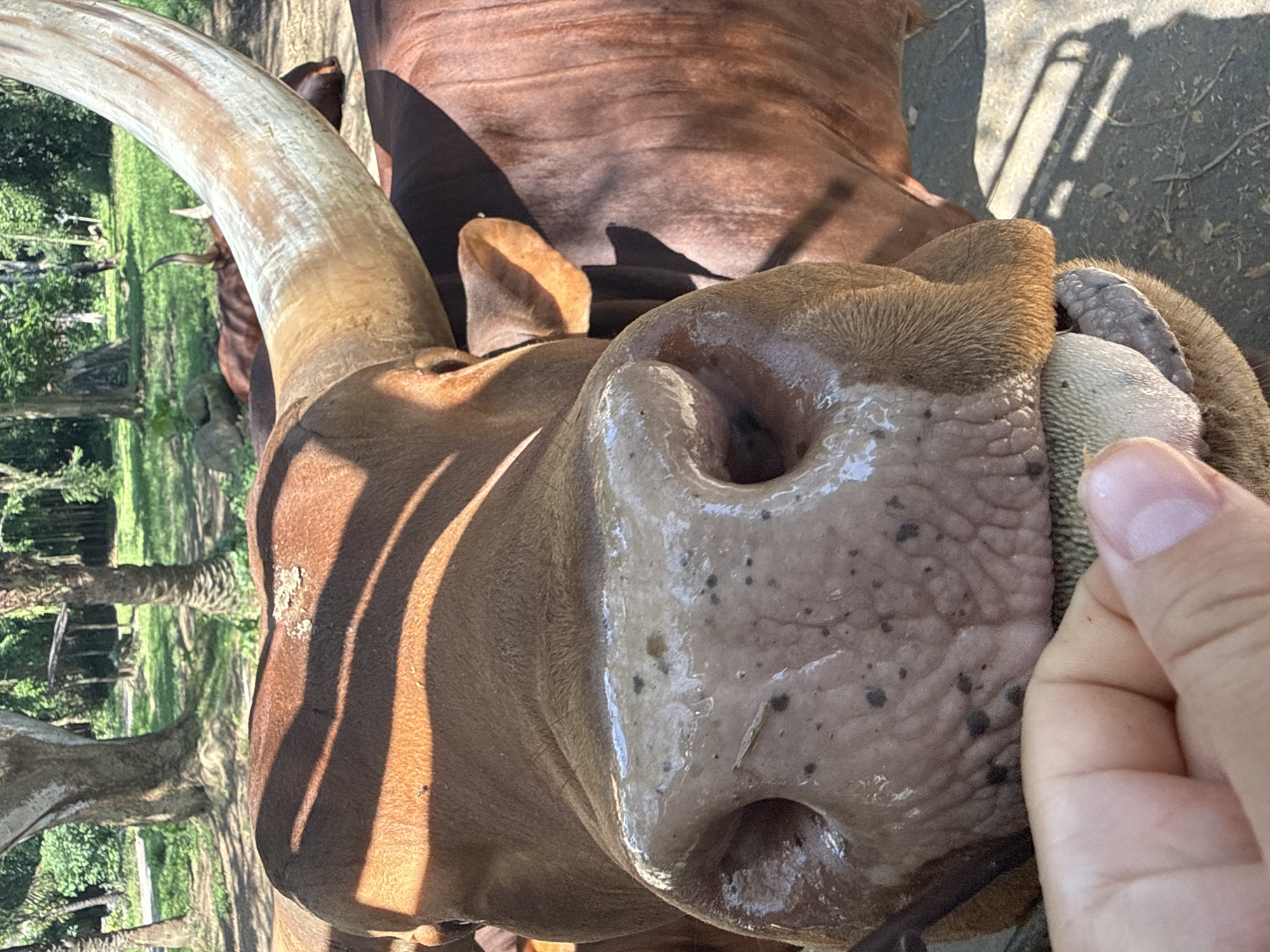 Morning walk through Bali Zoo, feeding and spotting wildlife