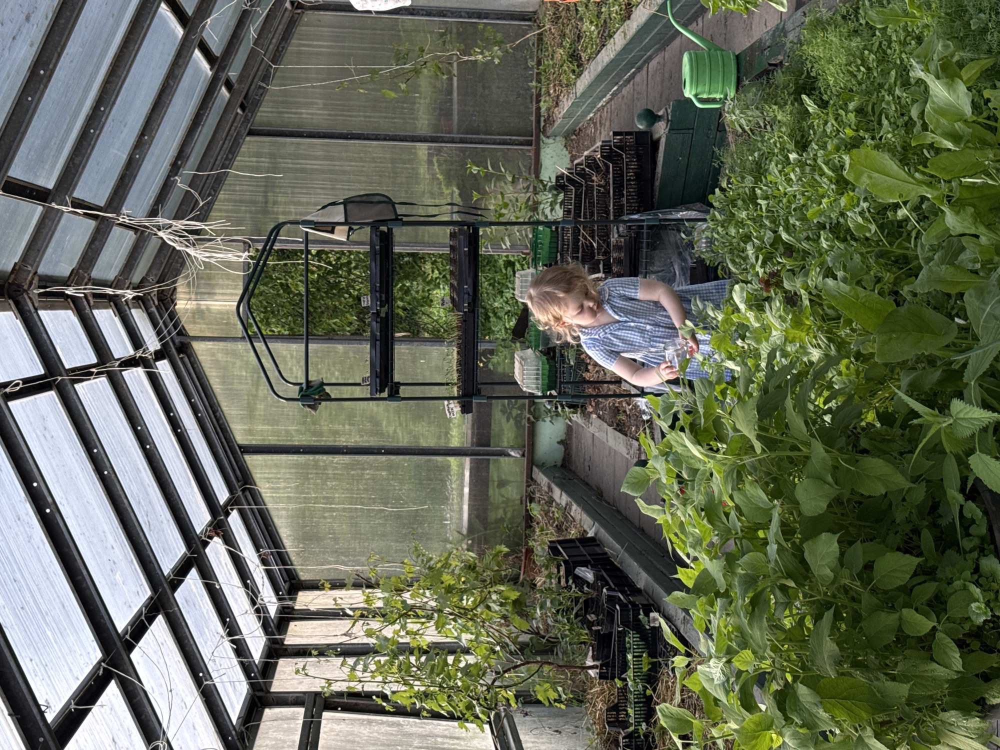 Child explores greenhouse with jar in Sapronovo, Russia