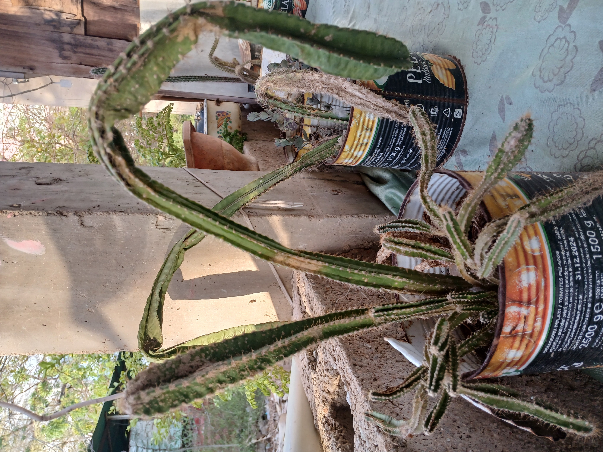 Everyday life at a modest home: plants, pets, and cooking