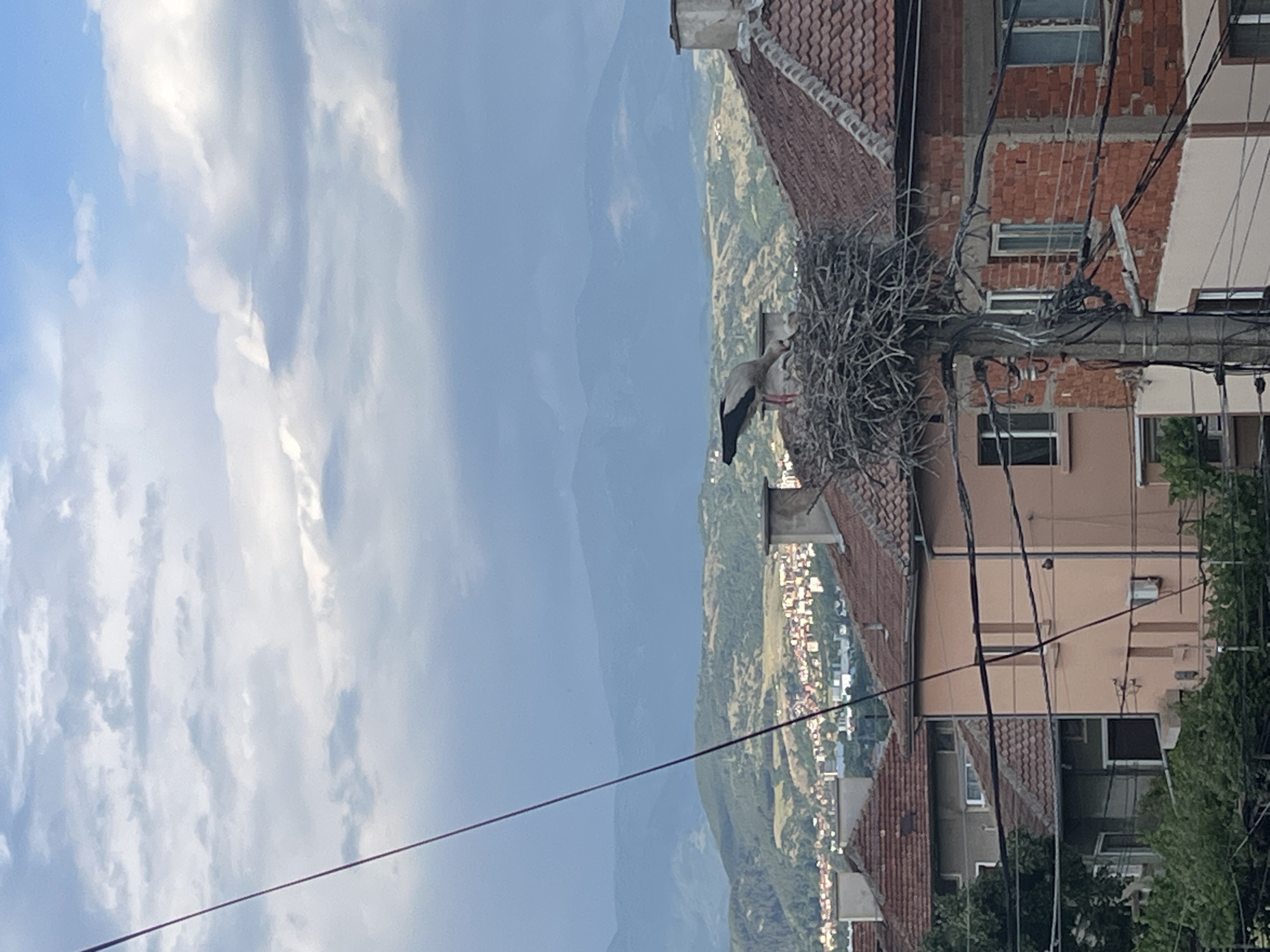 Stork nest and domestic life documented in Bulgarian village