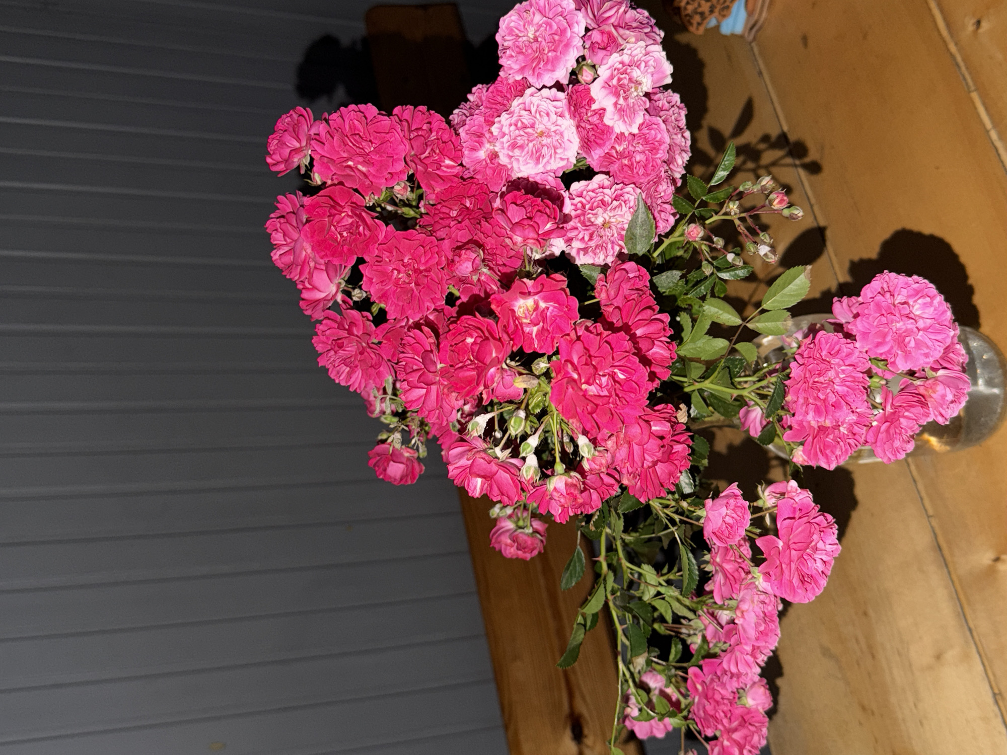Domestic scenes feature pink flowers, cats, plants documented Friday evening
