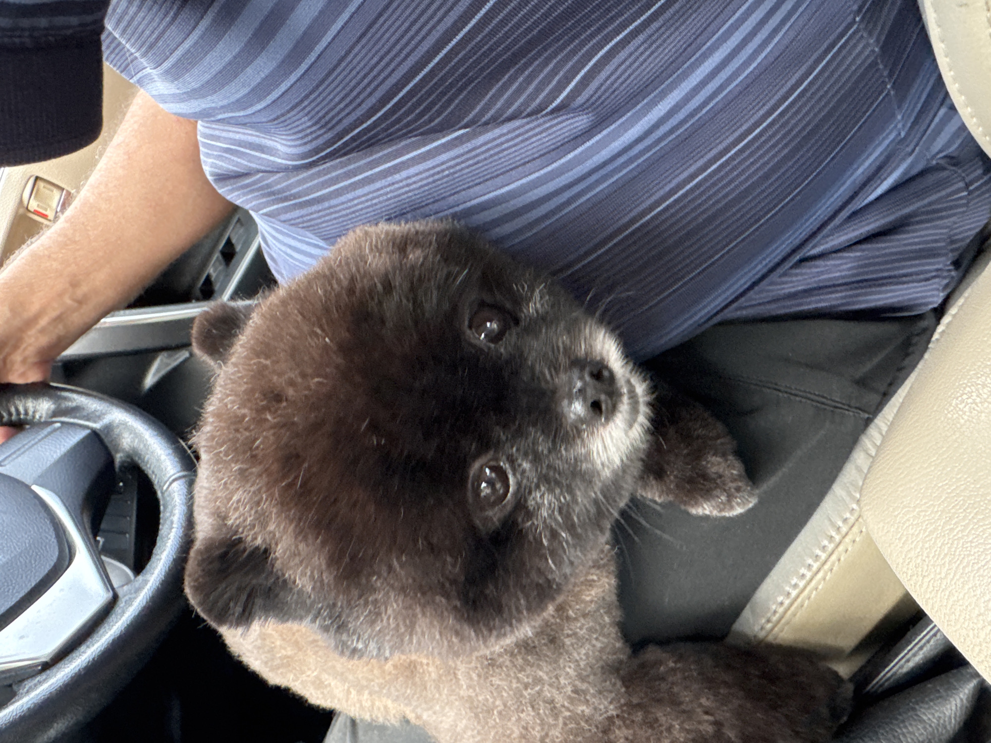 Small Pomeranian-type dog held close in Kathu