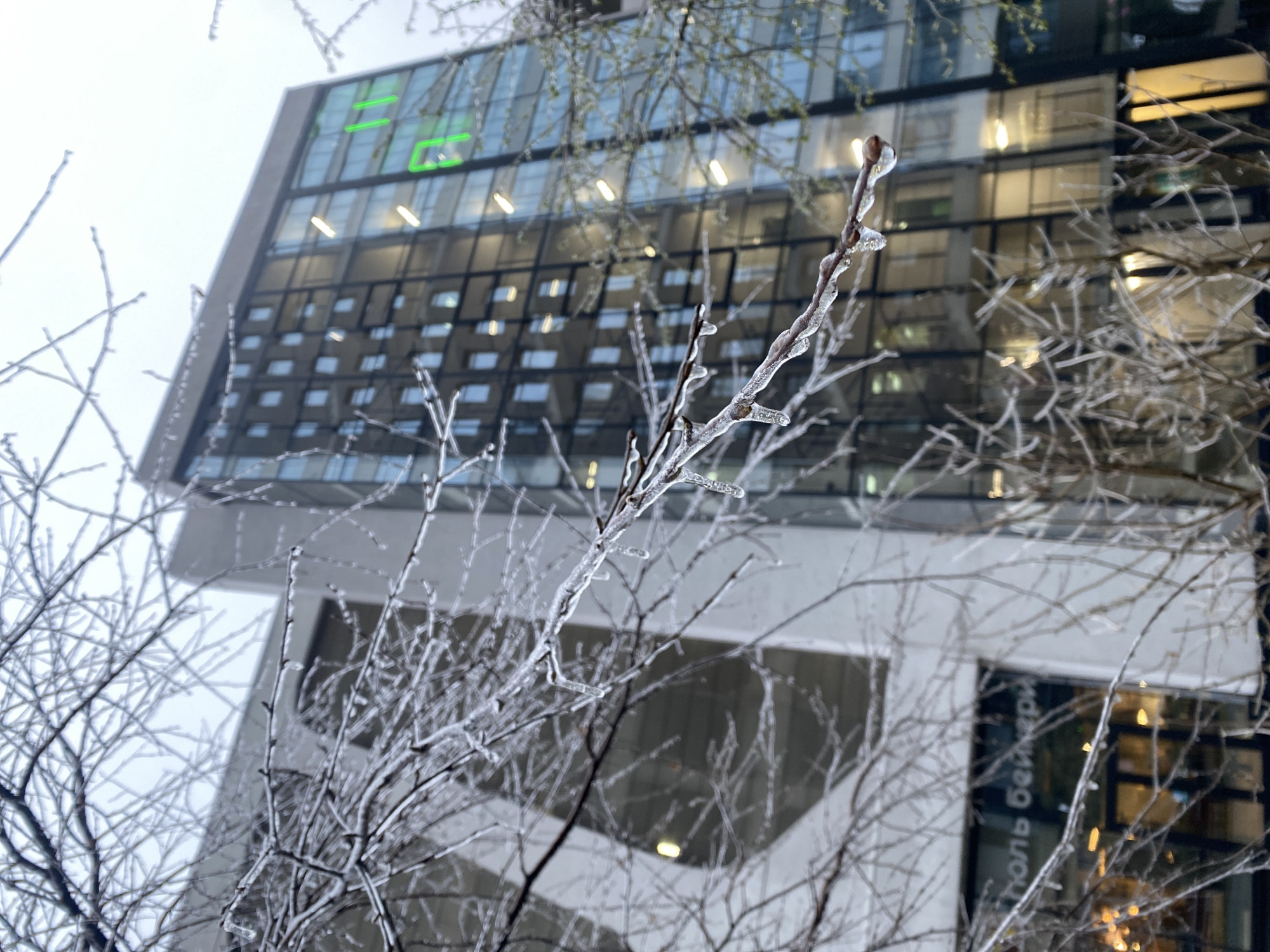 Ice storm coats Yekaterinburg trees in thick frozen layer