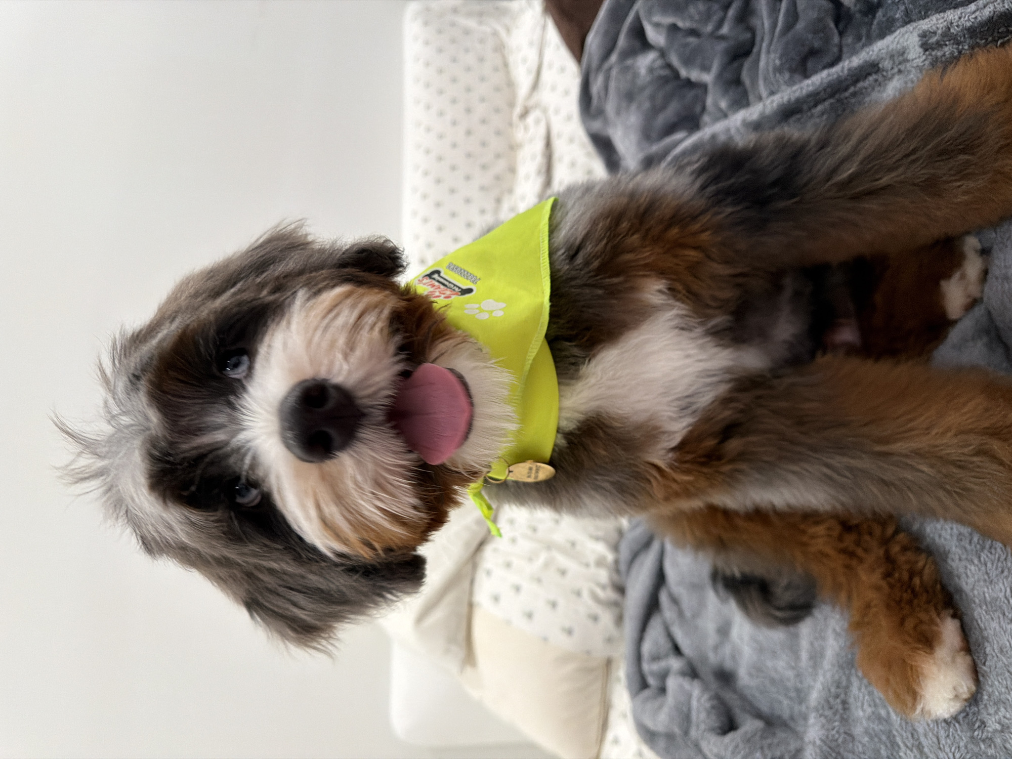 Bandana-wearing dog chills on blankets with a teddy bear