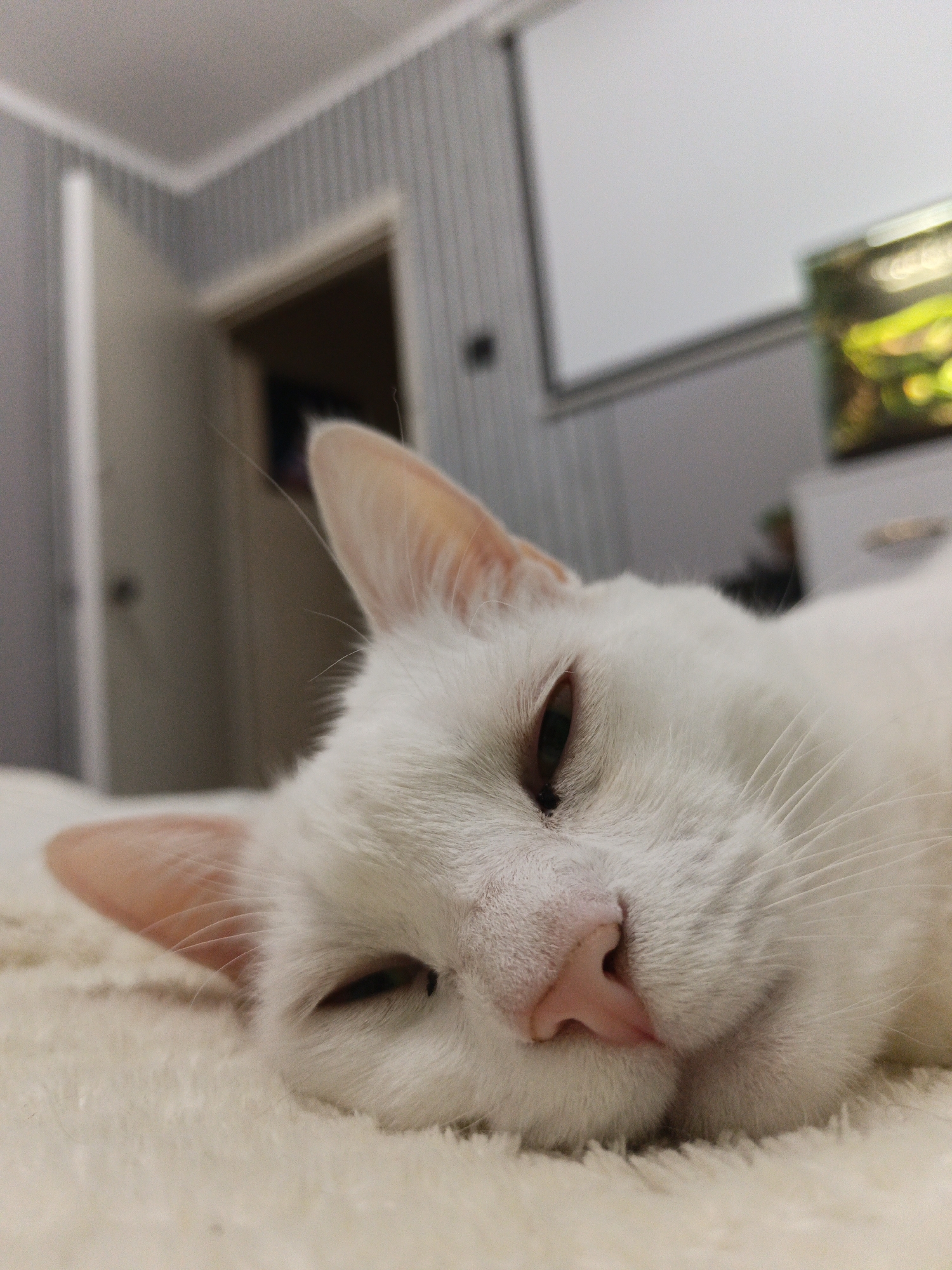 White cat sleeps peacefully on blanket in Sevastopol home