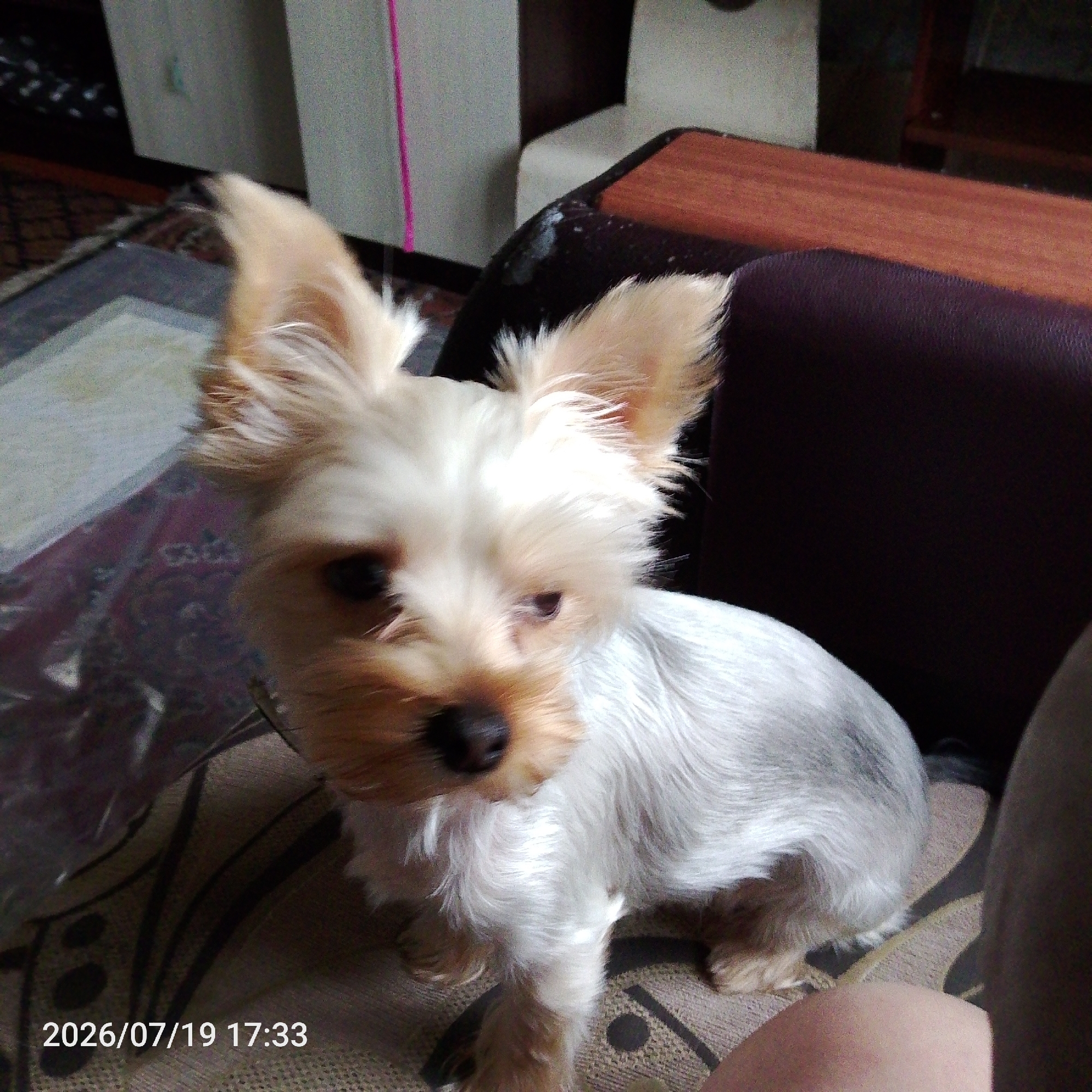 Yorkshire Terrier and Sphynx cat share a rainy Sunday indoors
