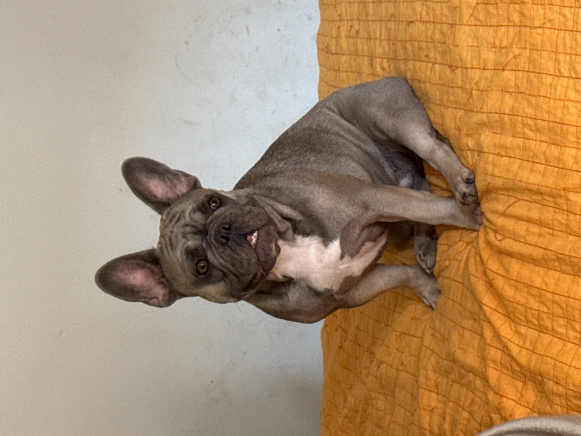 French Bulldogs at home in San Benedetto del Tronto, Italy