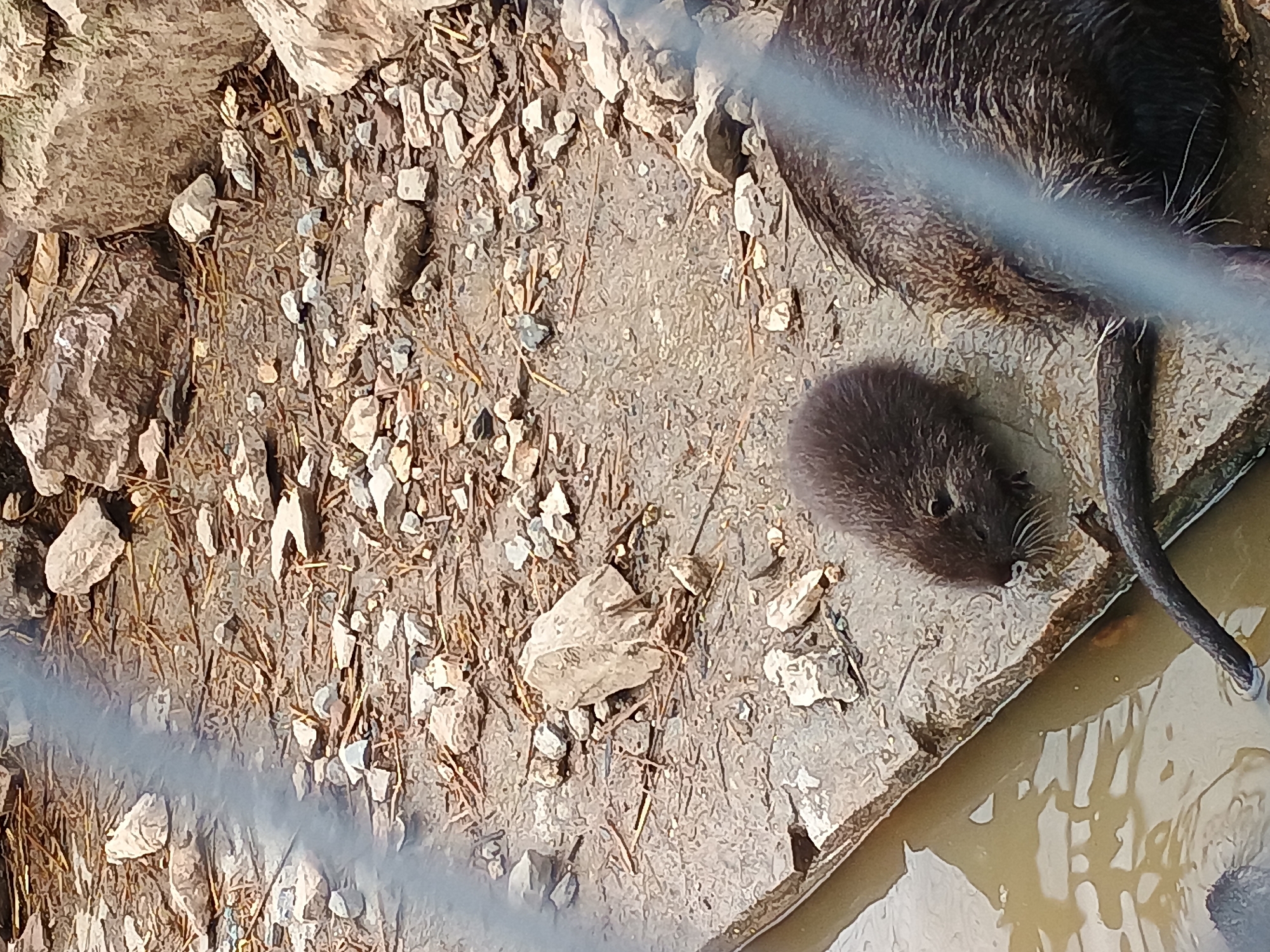 Zoo rodents observed in Stara Zagora enclosure