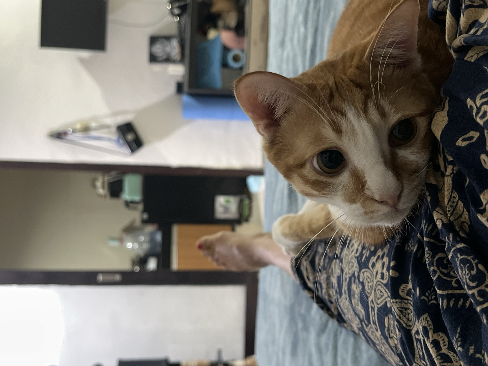 Cat cuddles with owner on bed in Kuta Selatan