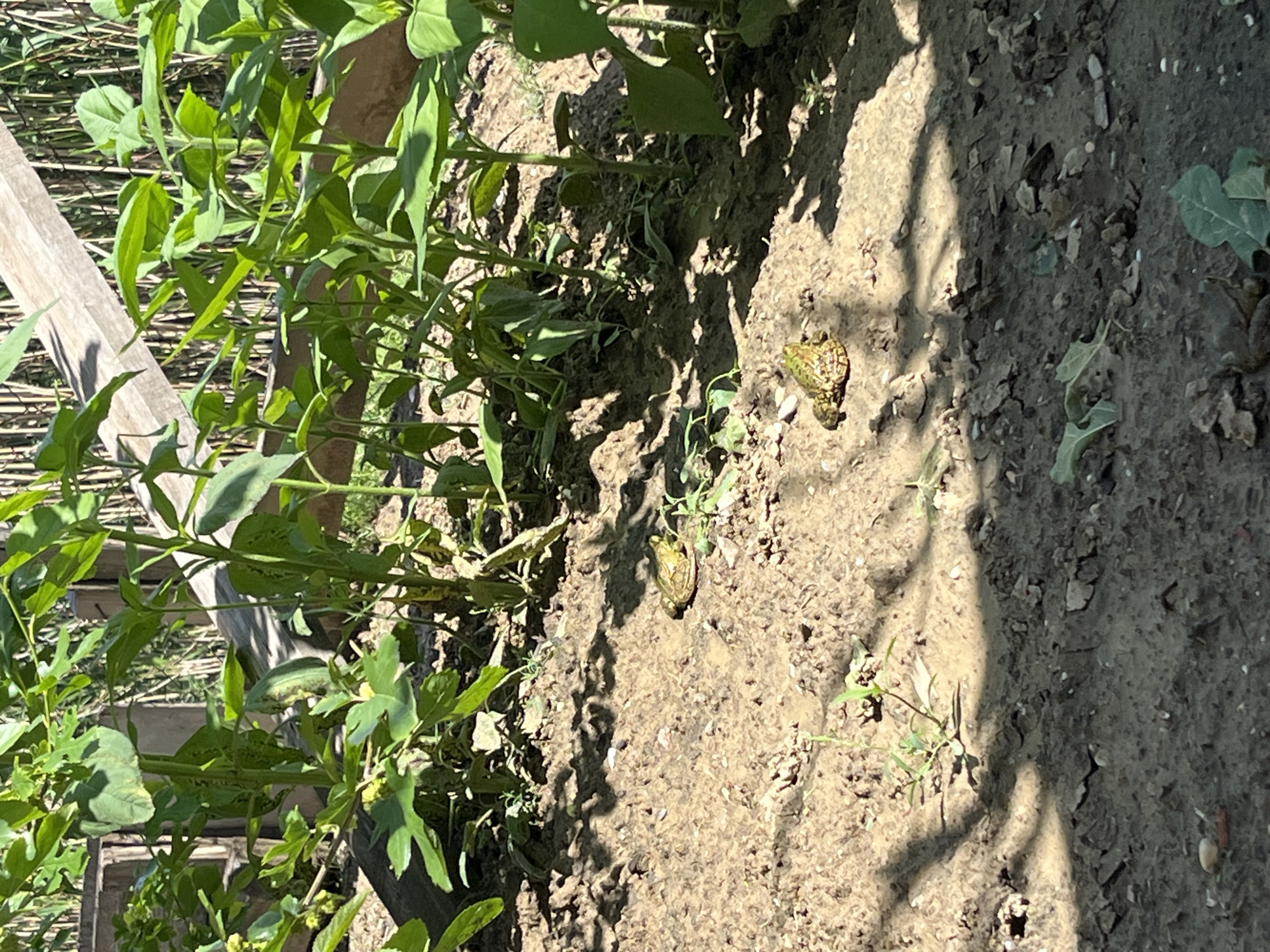 Garden life documented in Kaspiysk: grapes, toads, bird nest