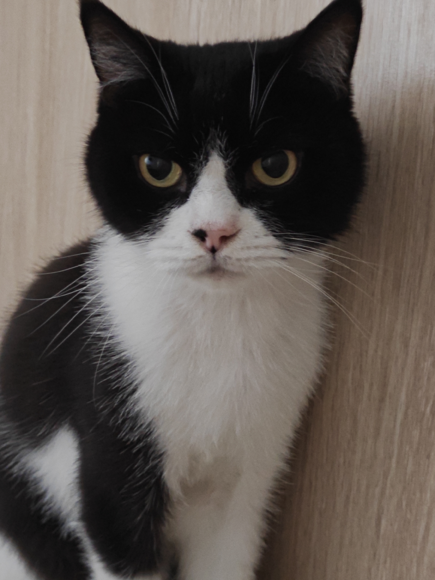 Close-up portrait of a black and white cat with yellow eyes