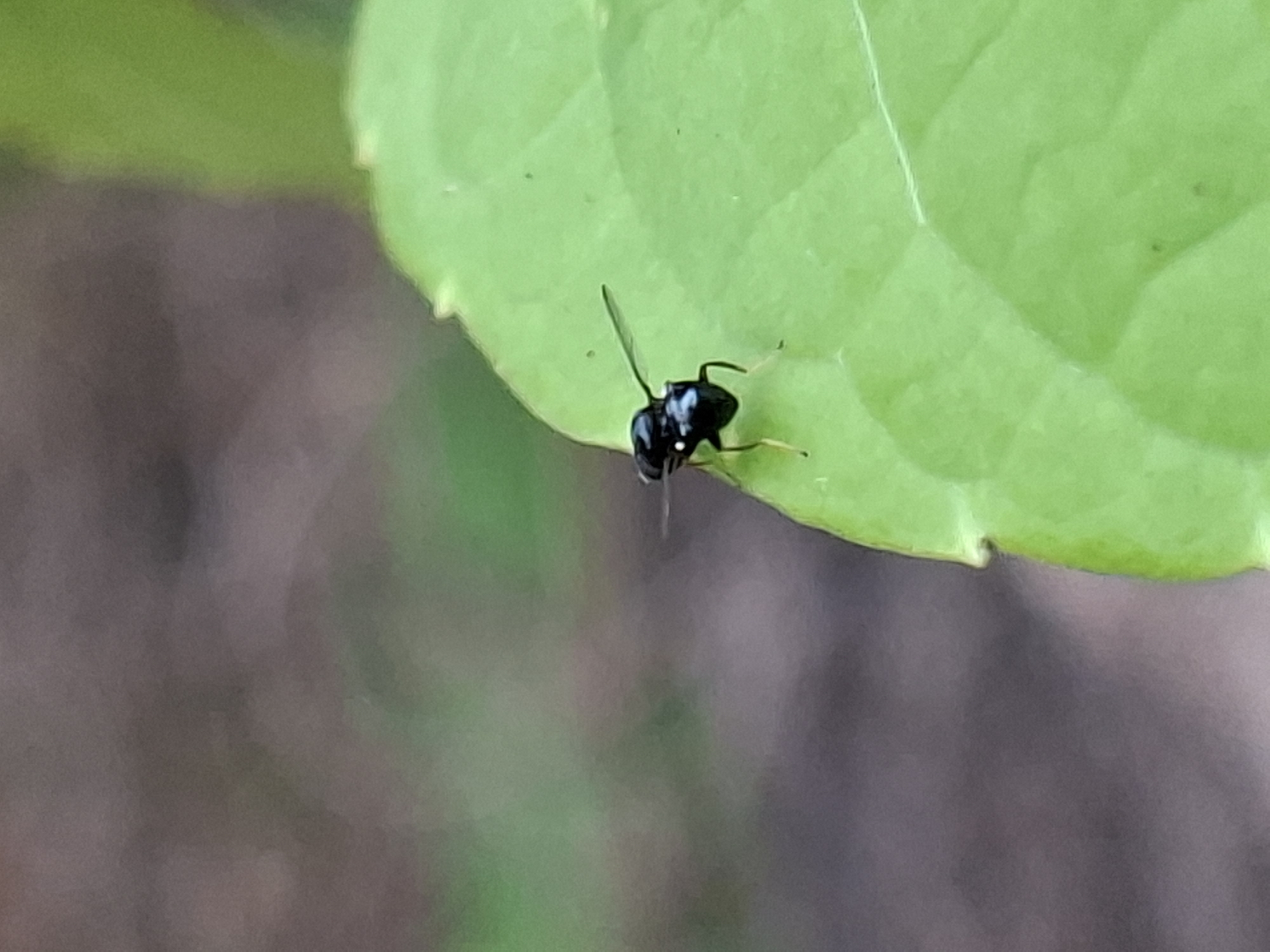 Nature documentation captures insects, plants, livestock in Lhokseumawe