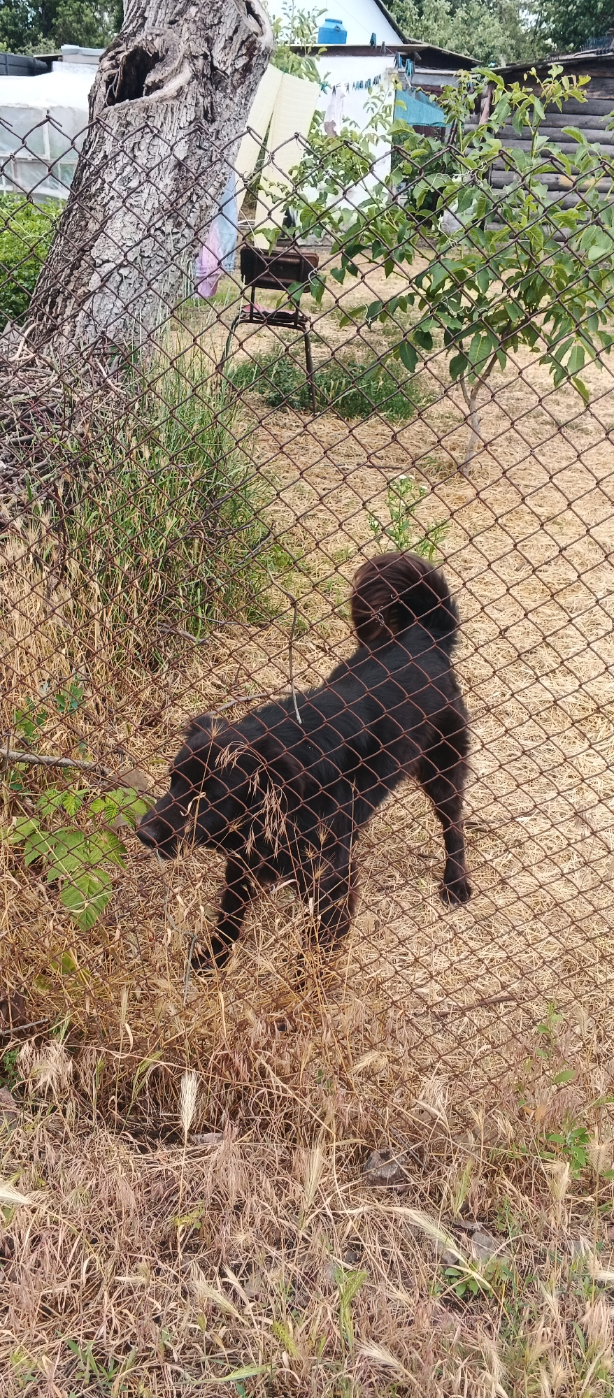 Summer garden life in Smila: insects, blooms, and a resting beagle