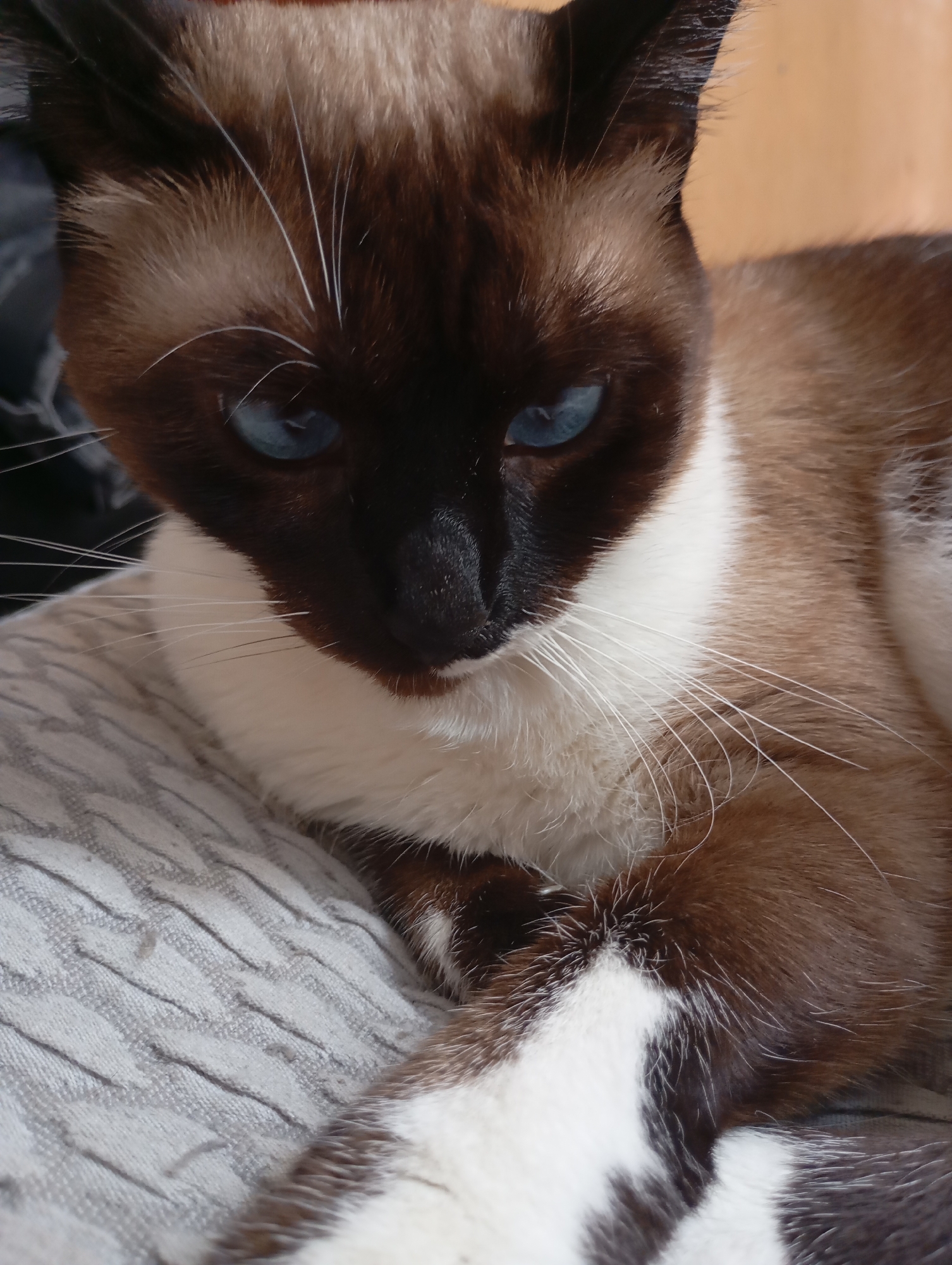 Siamese cat and dog chilling at home in Batumi