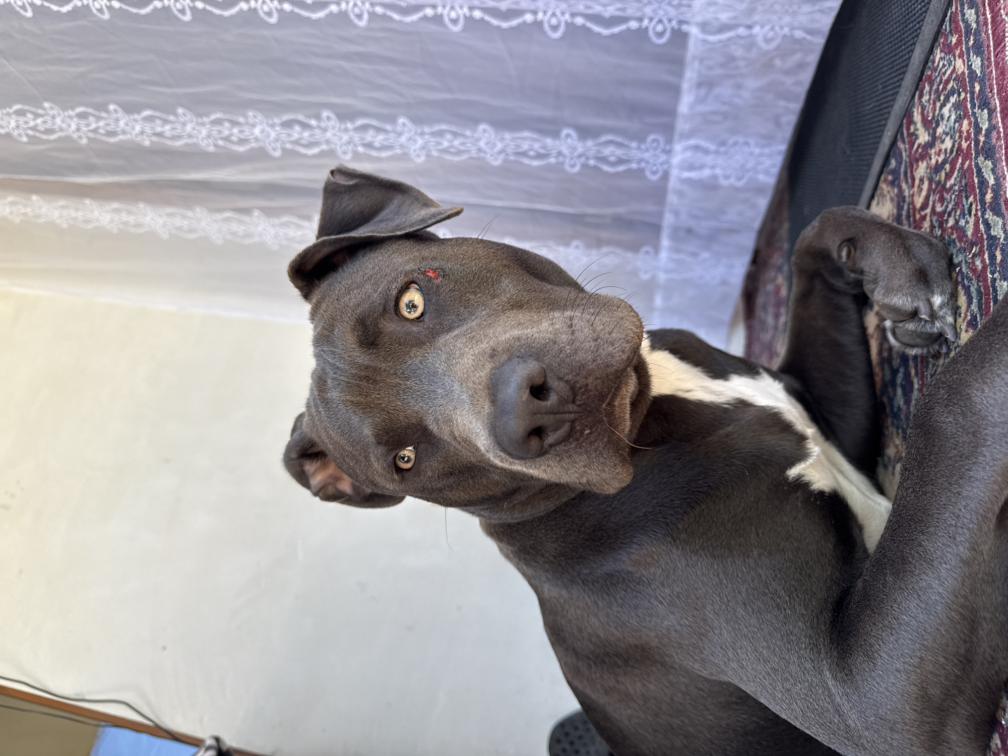 Pit bull dogs at home and outdoors in Zornitsa, Bulgaria