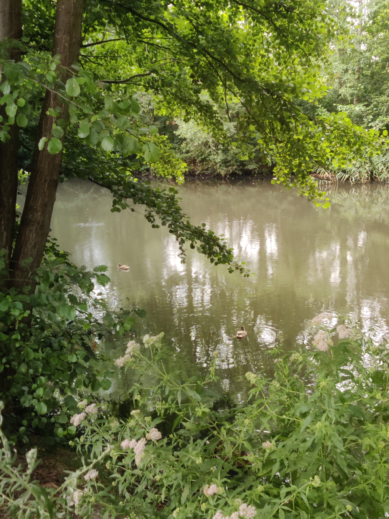 Winterswijk's canals and wild margins on a summer morning