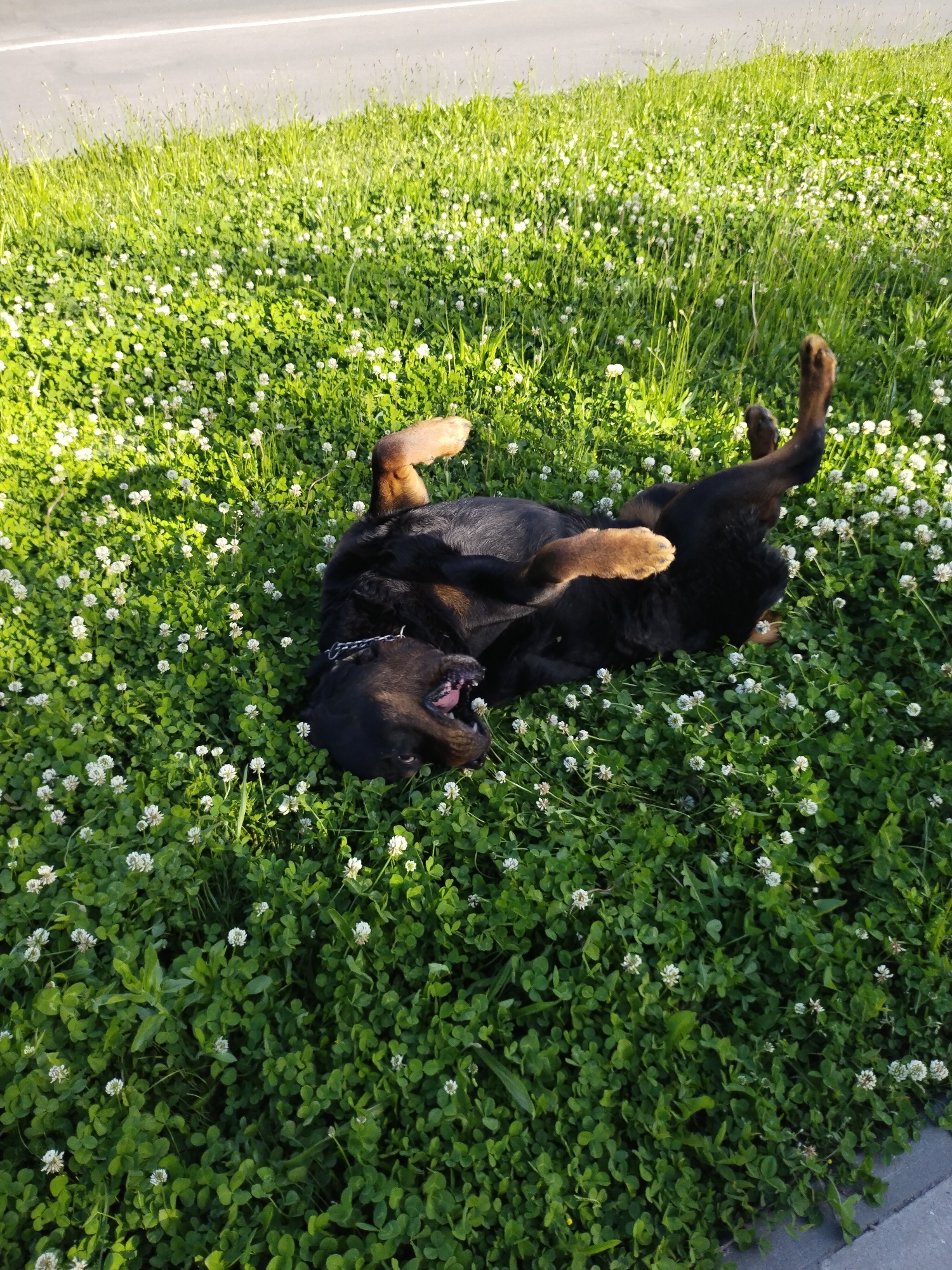 Dog relaxes in gardens of Horishni Plavni, Ukraine