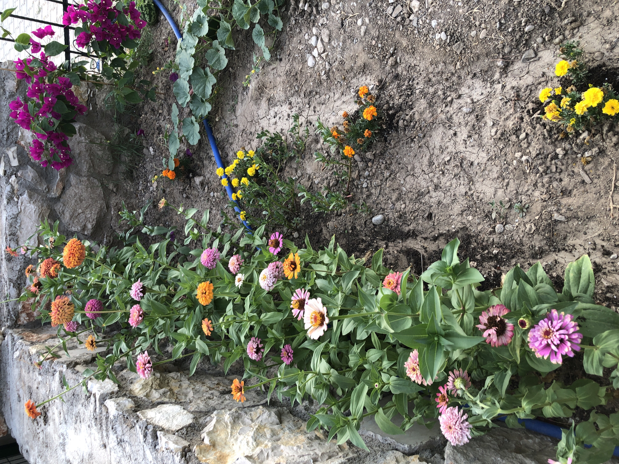 Garden in full growth, then dusk over Karaburun harbor