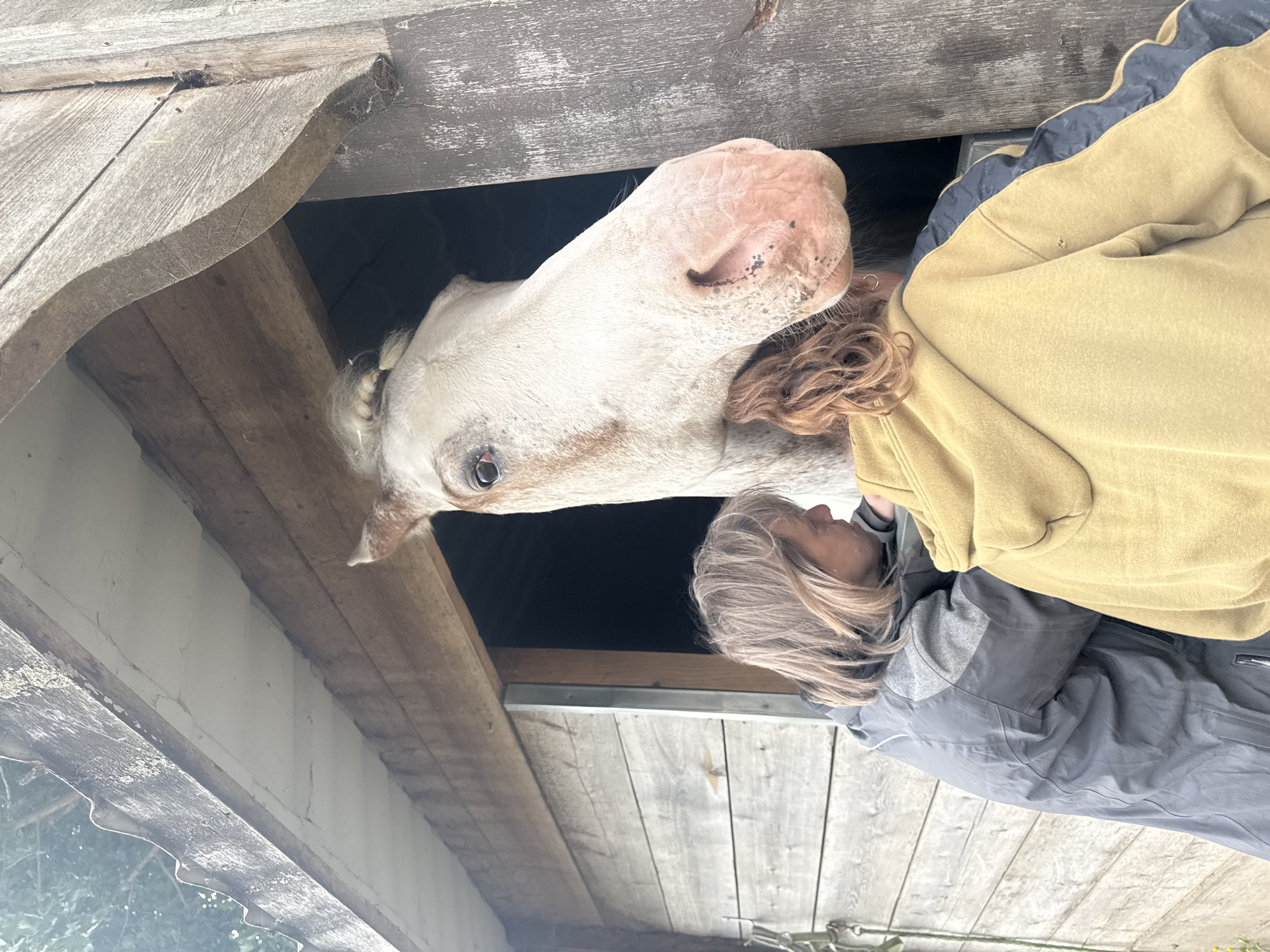 Routine horse care and construction activities observed at Belgian stable