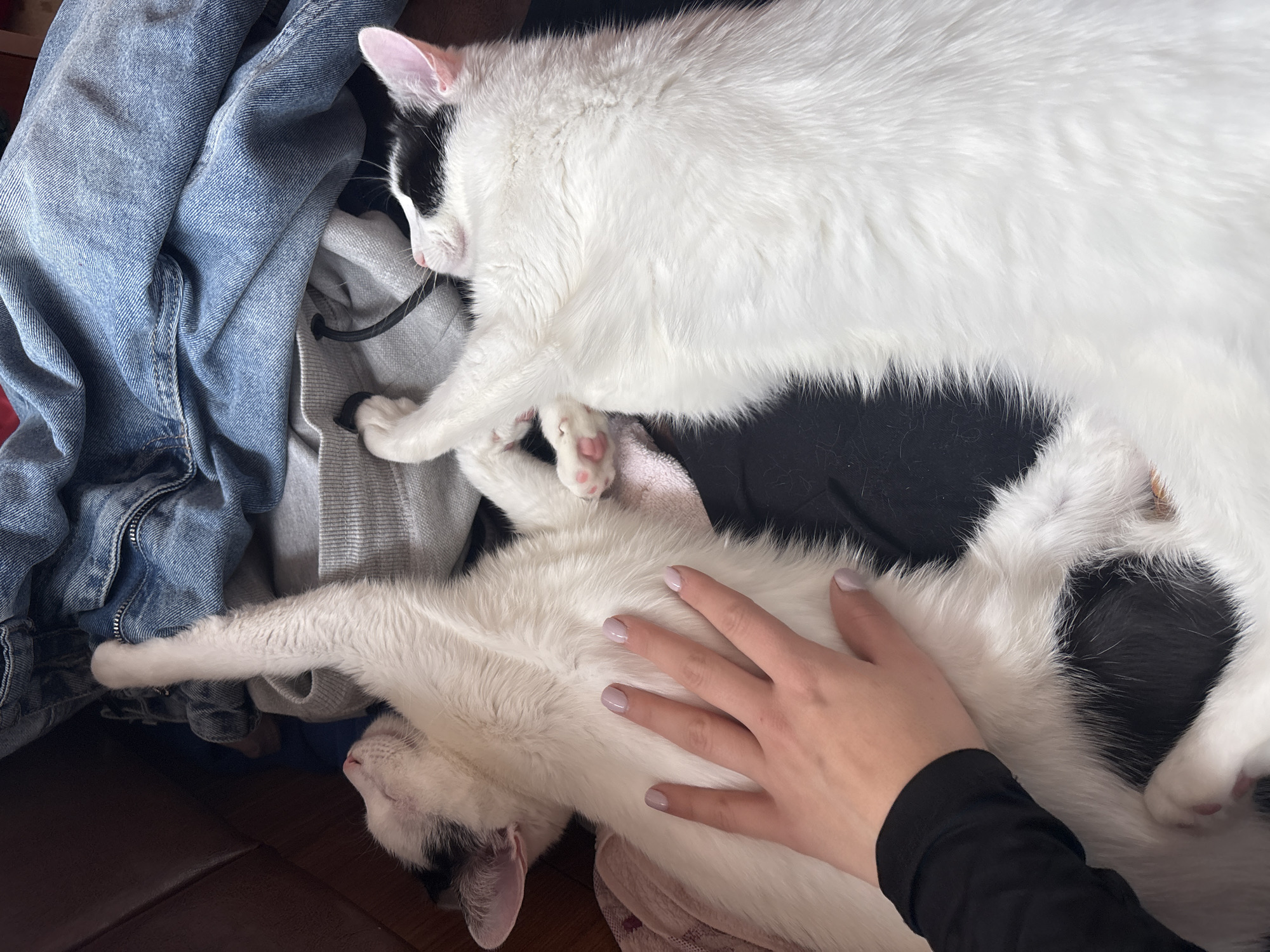 Indoor moments in Sofia: peace signs, cats, drinks