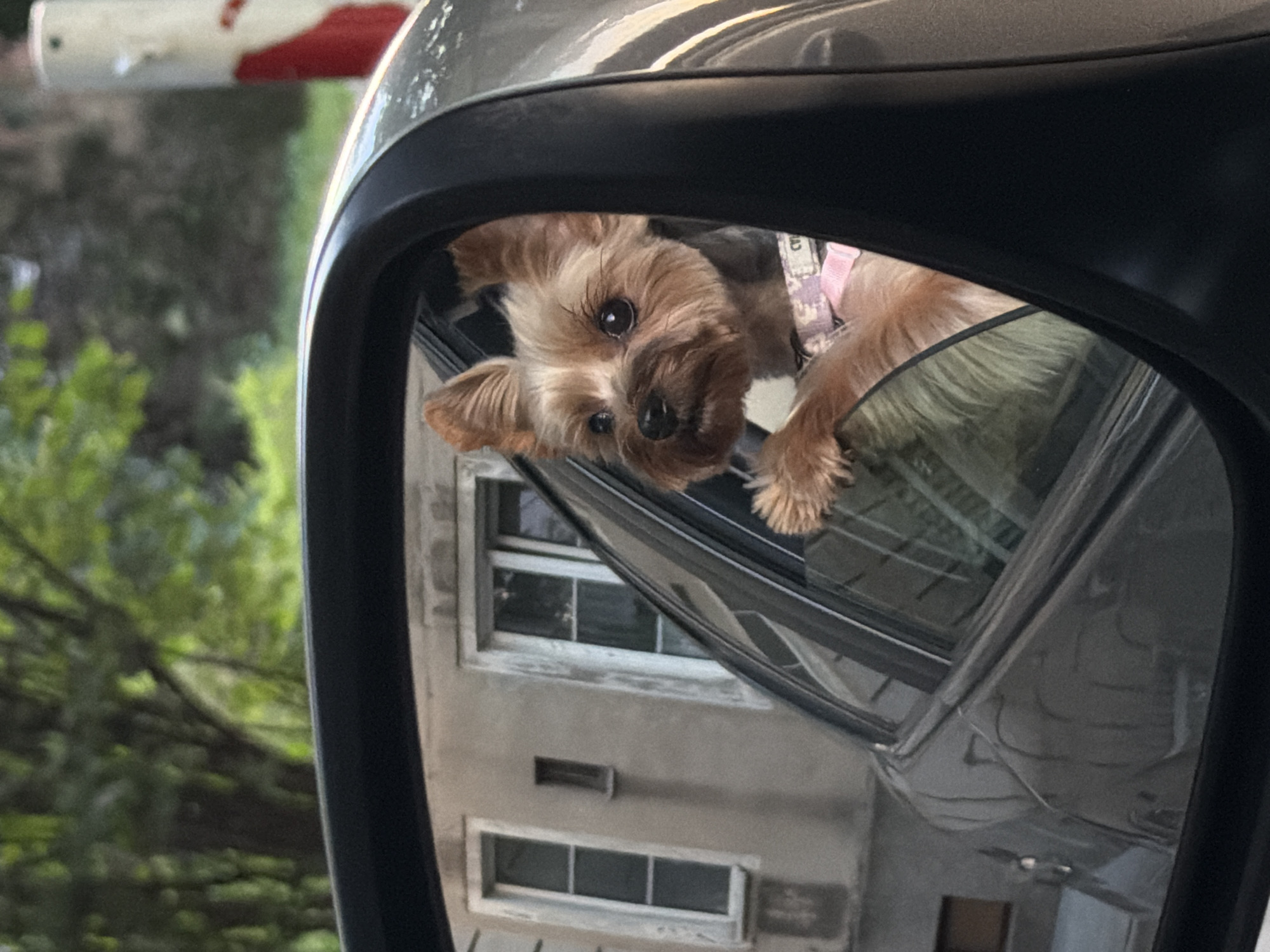 Dressed-up Yorkie rides shotgun through Warsaw