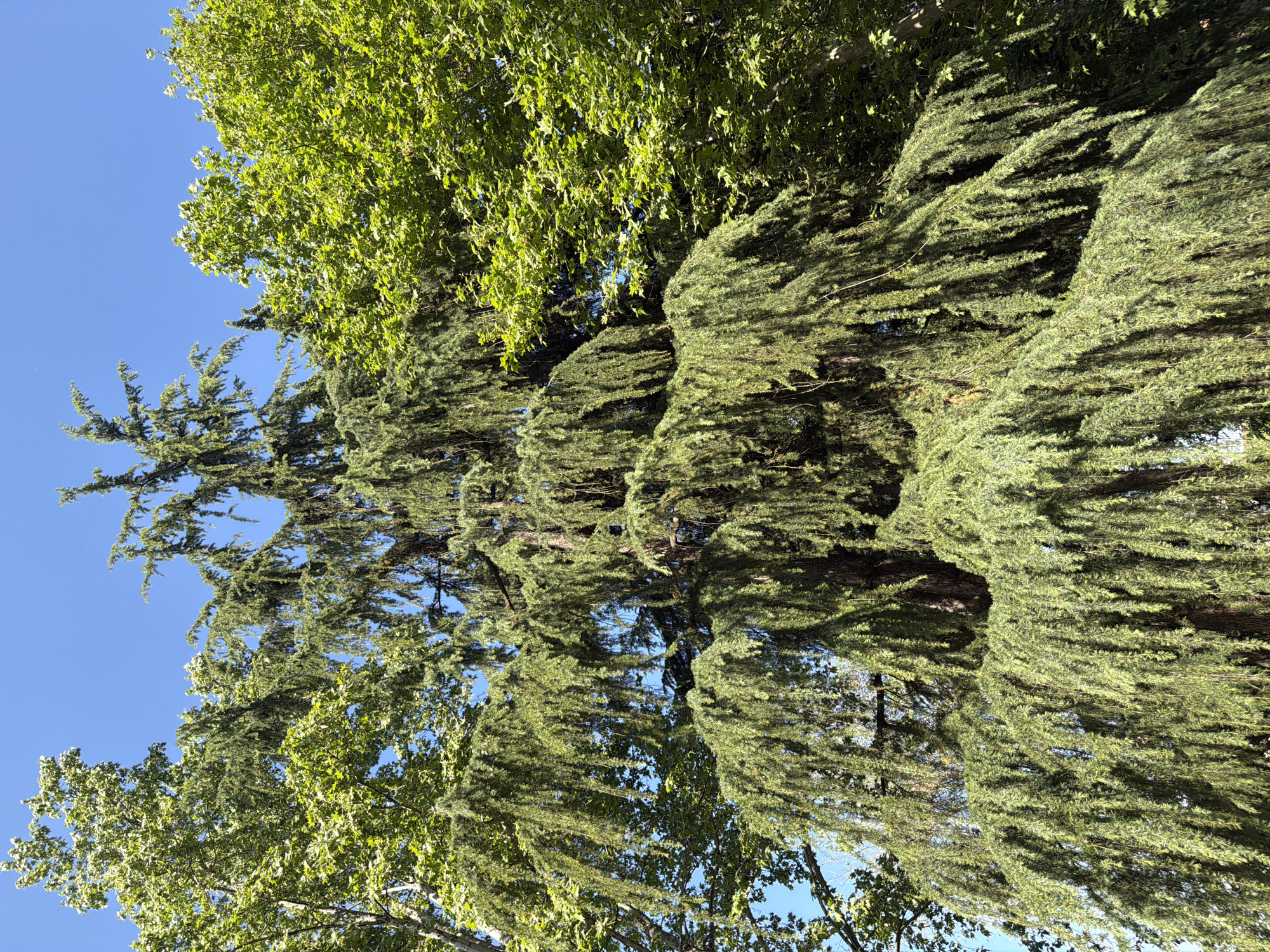 Clear skies frame tree canopies in Milan afternoon view