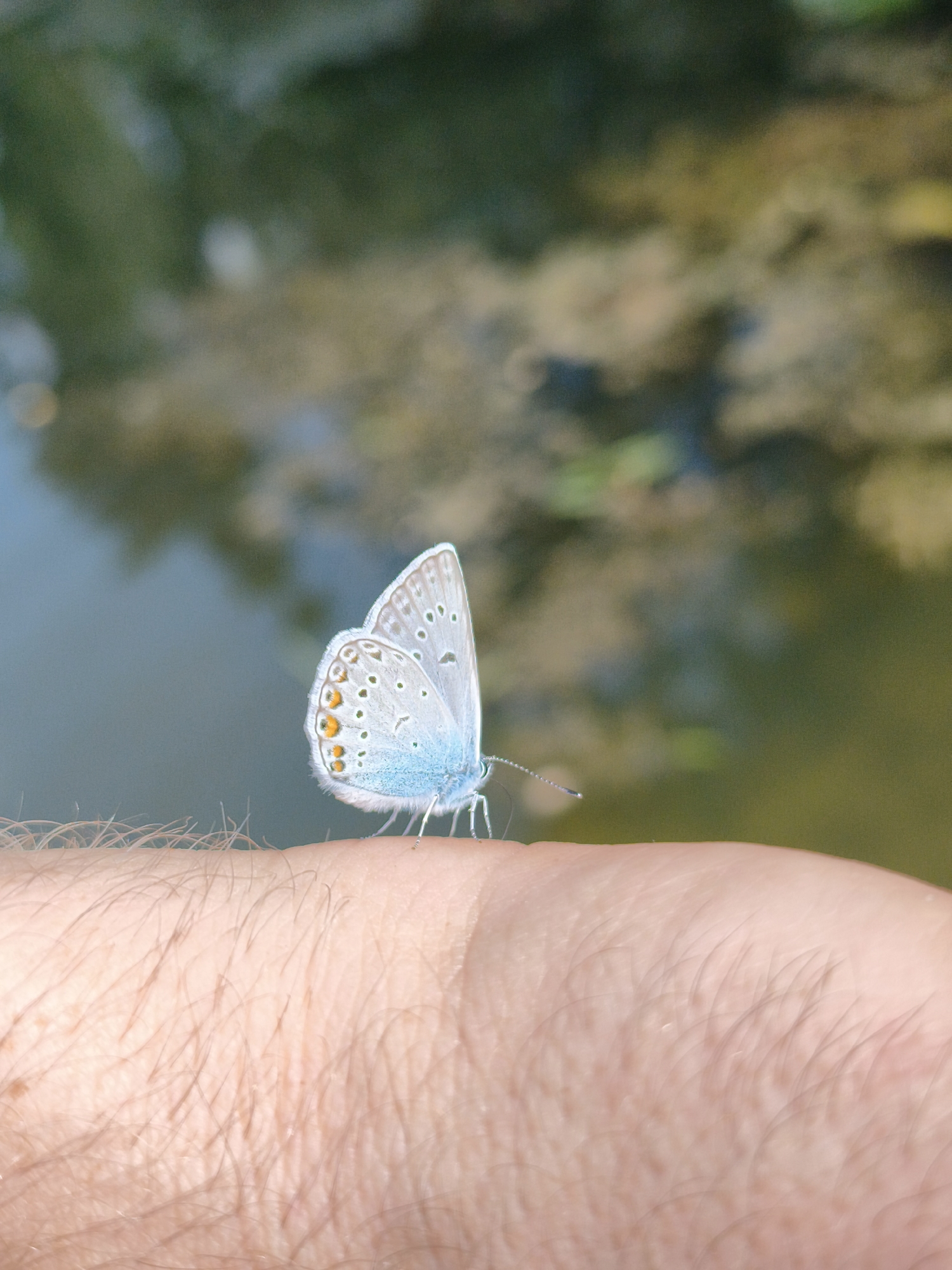 Spotted butterfly rests on a forearm in rural Lithuania