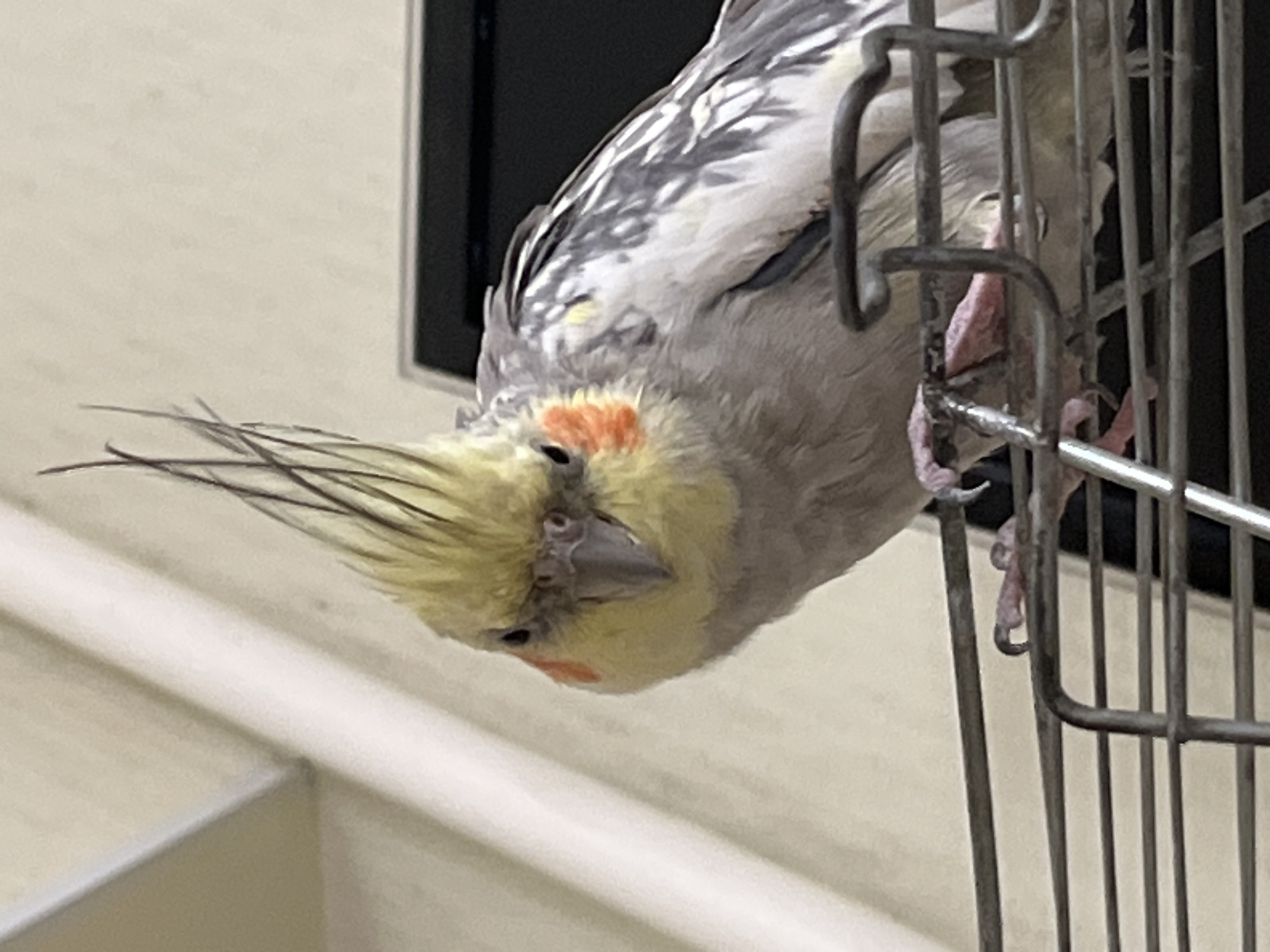 Cockatiel and cats hang out in a Korolyov apartment