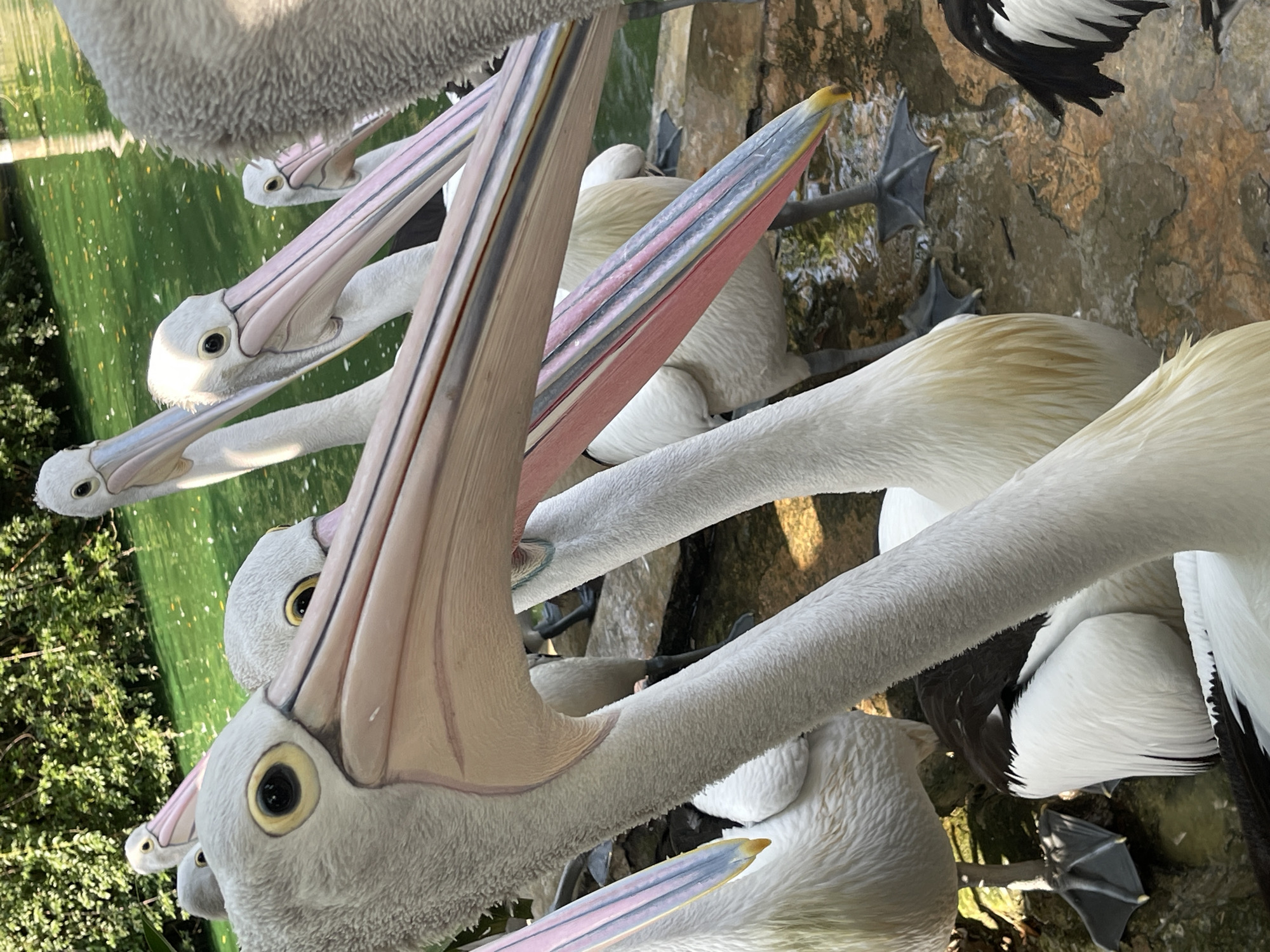 Pelicans at Ragunan Wildlife Park, South Jakarta