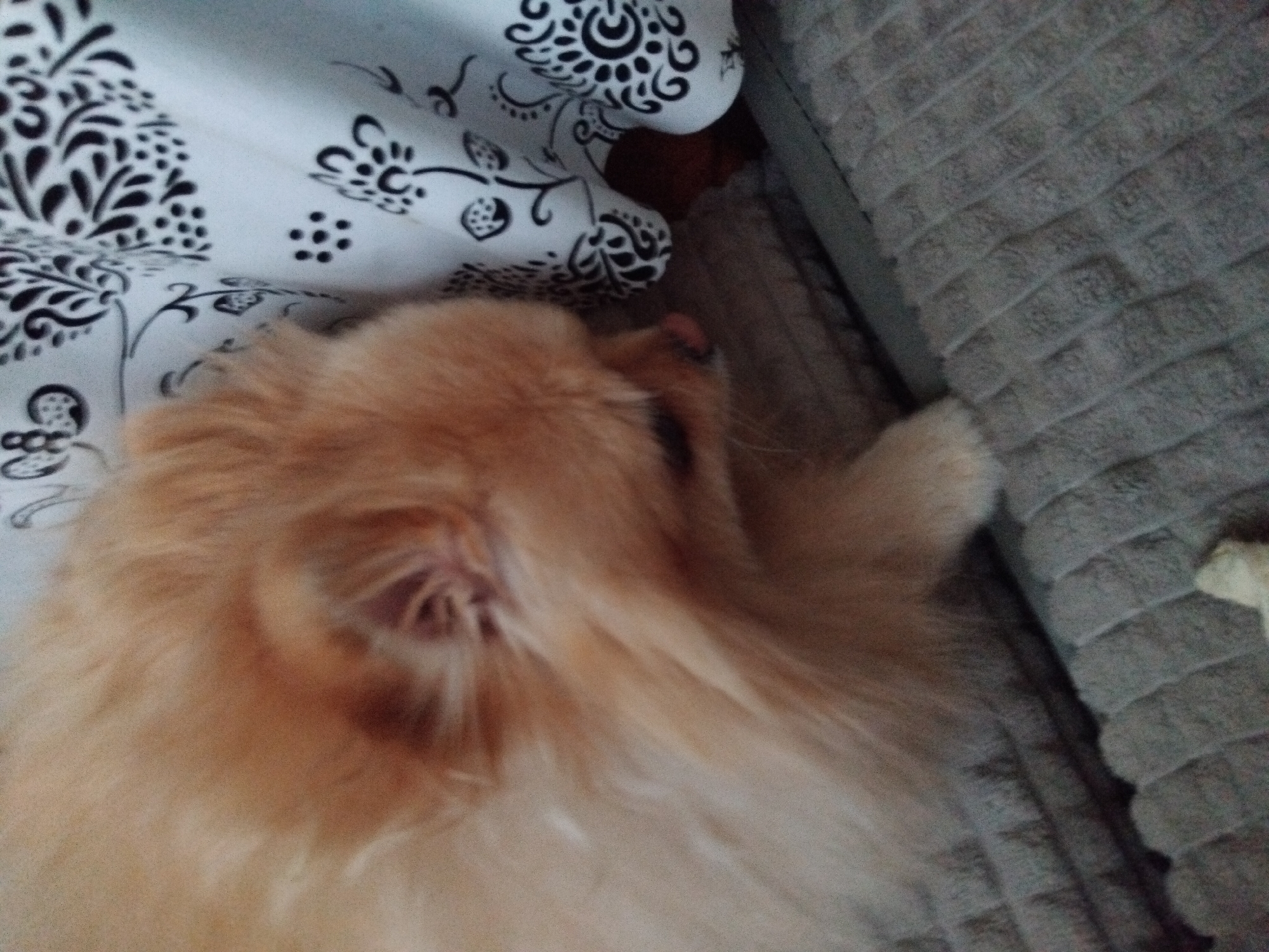 Pomeranian chilling on a grey couch in Apriltsi, Bulgaria