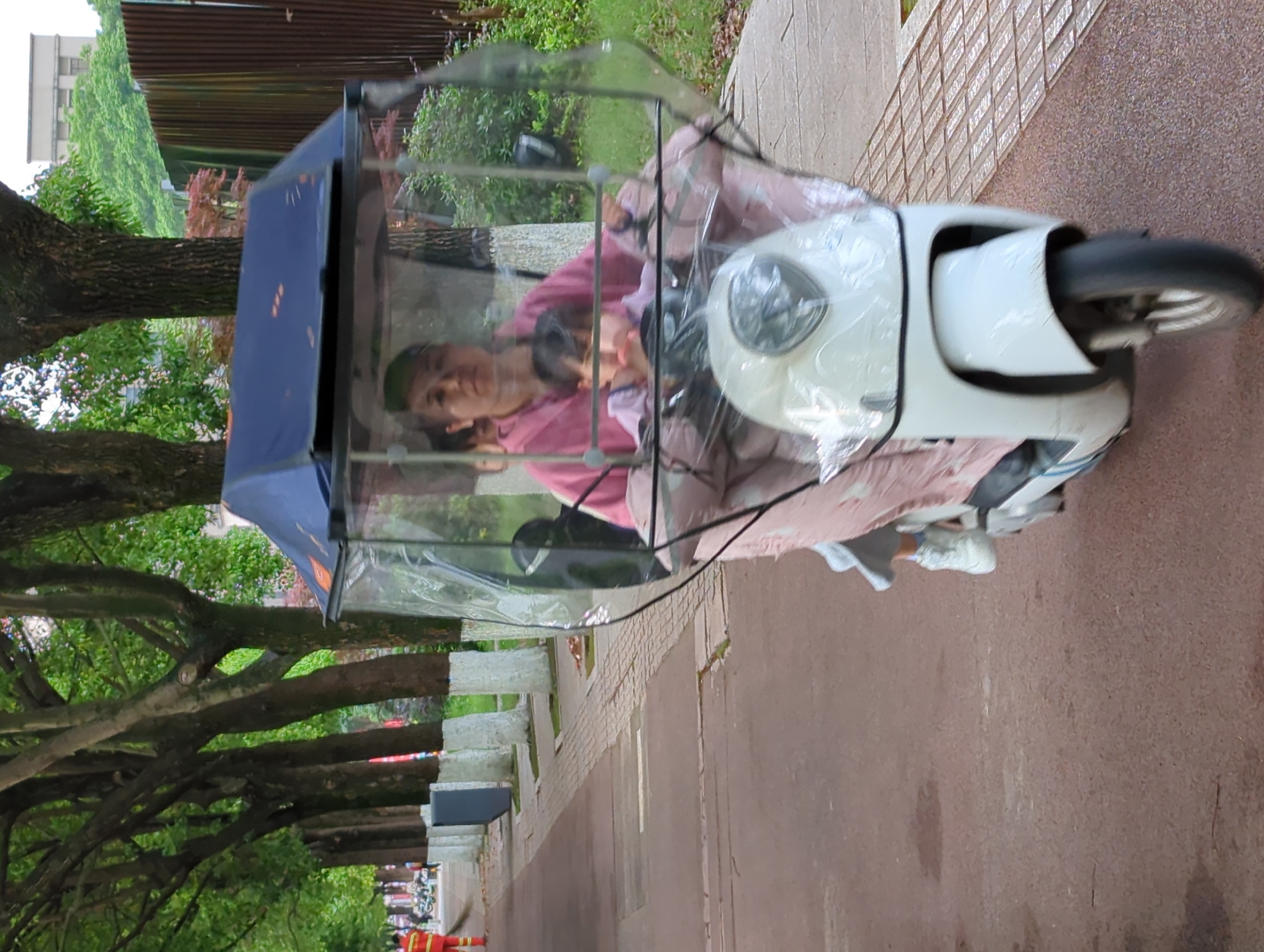 Woman in electric rickshaw, golden retriever spotted in Jiangjin
