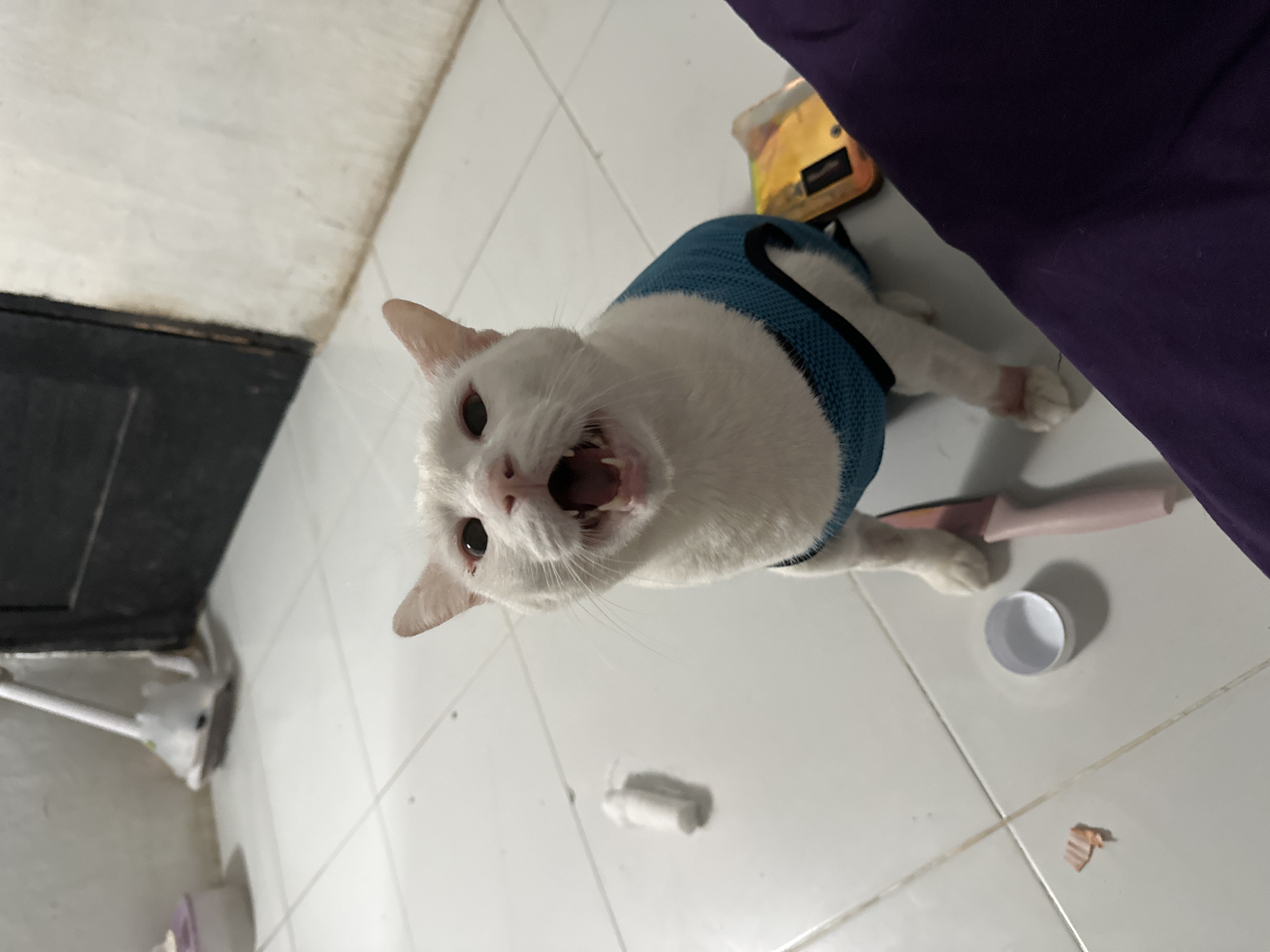 White cat in blue vest captured in North Jakarta home