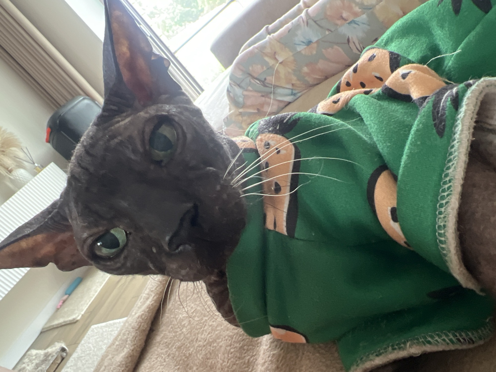 Sphynx and Scottish Fold cats at home in Votkinsk