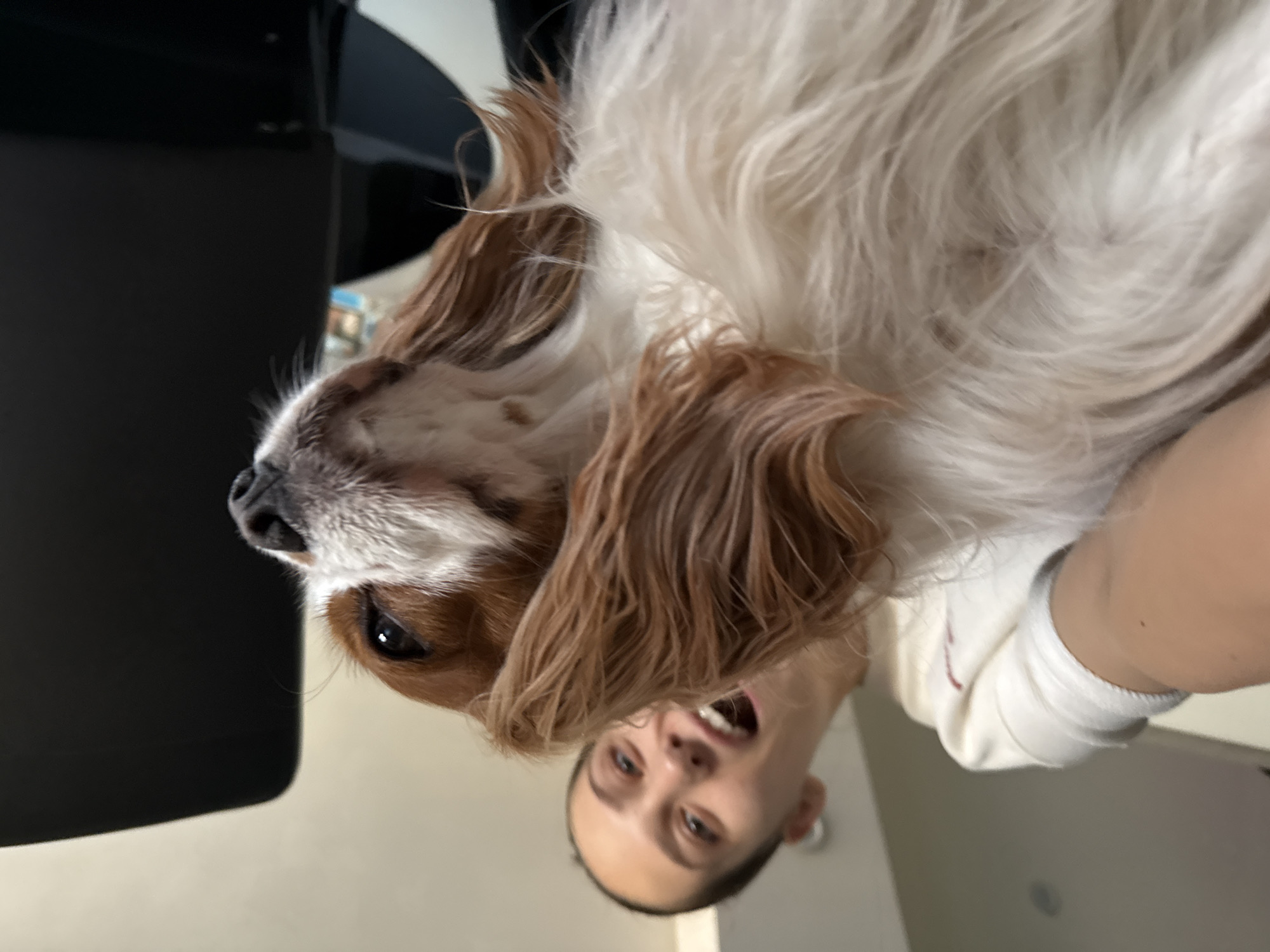 Lazy afternoon in Sofia with a very photogenic Cavalier Spaniel