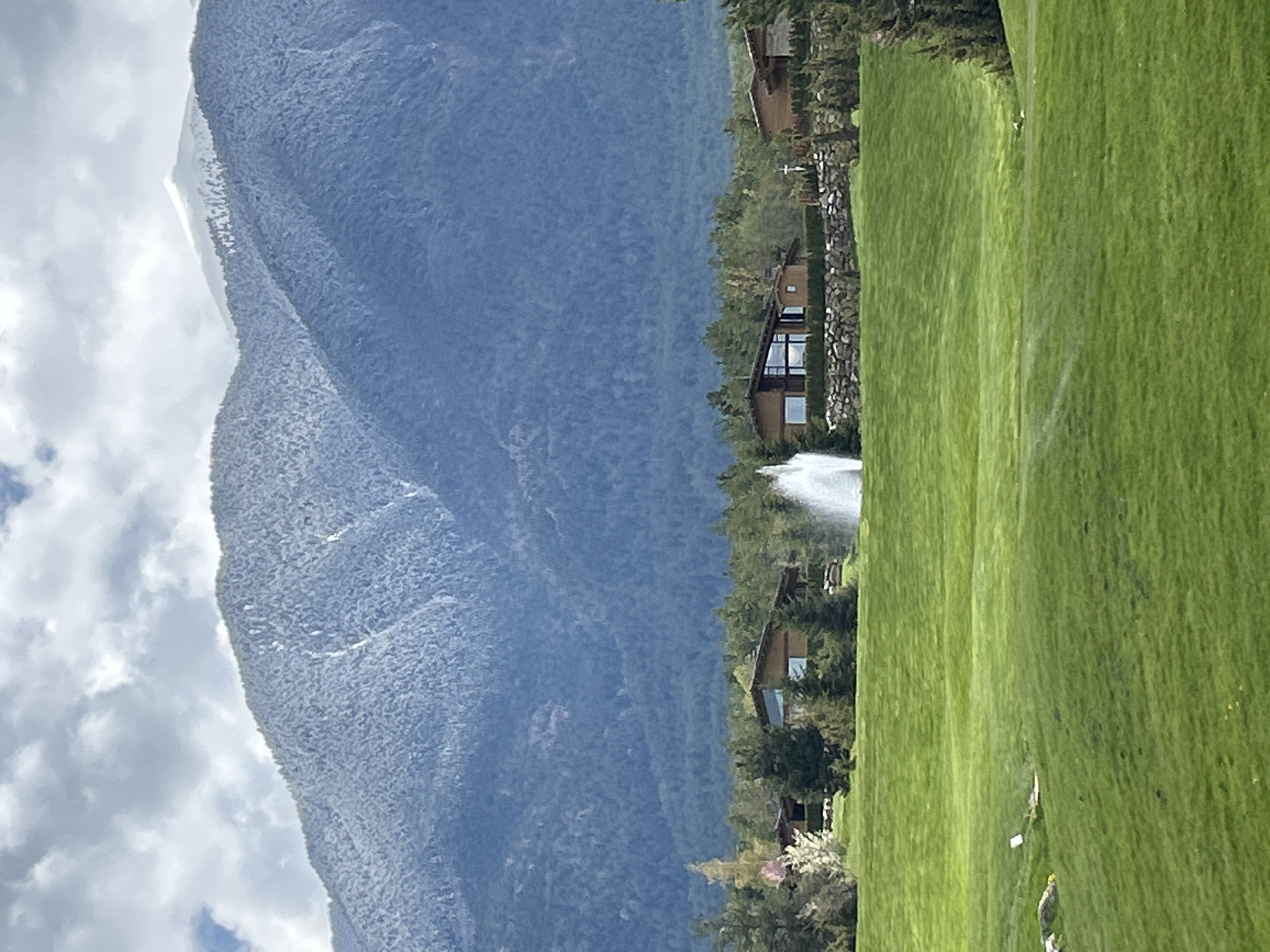 Cattle graze peacefully in Bulgarian mountain town landscape