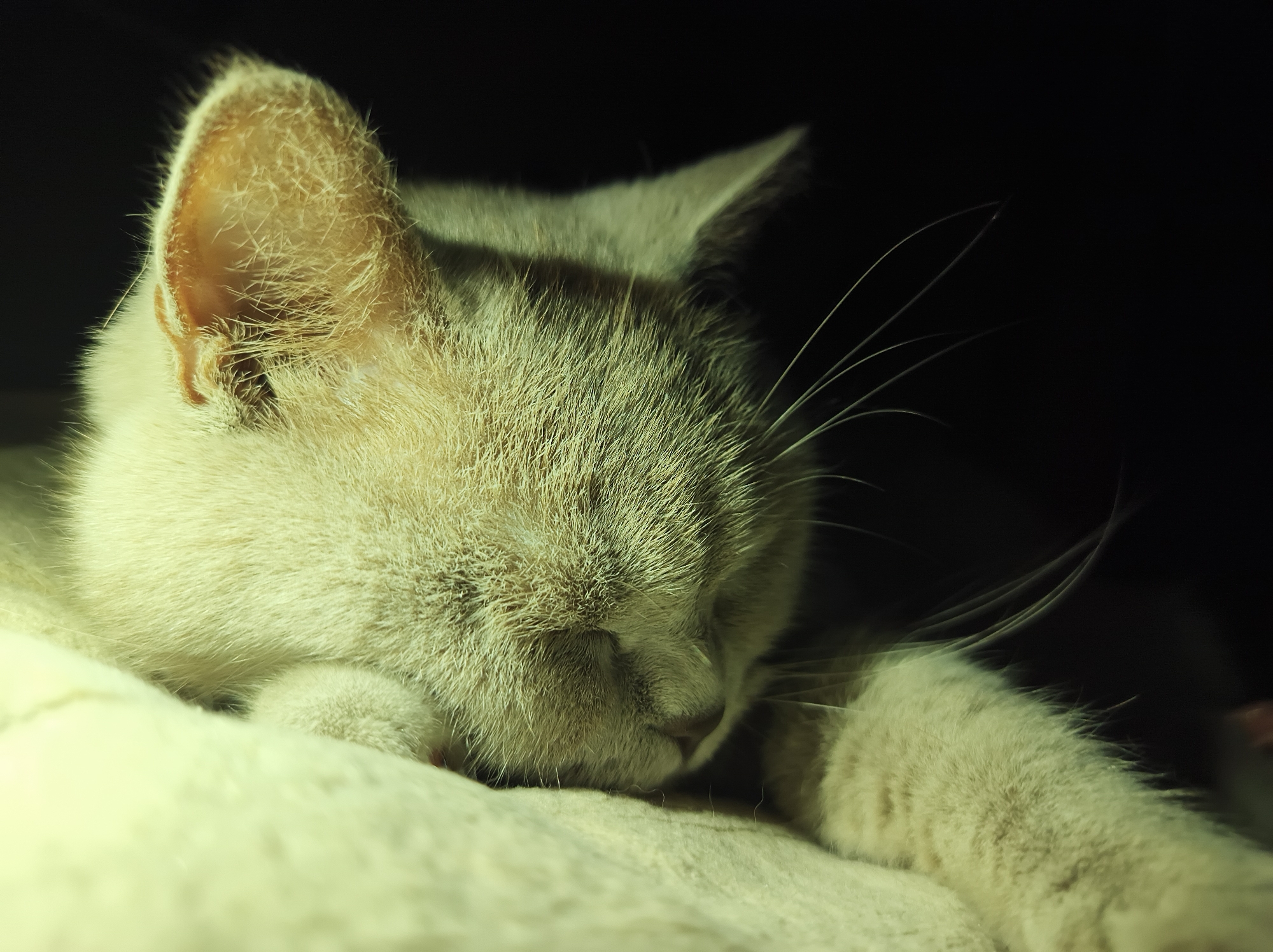 Gray cat napping and lounging at home in Ternopil