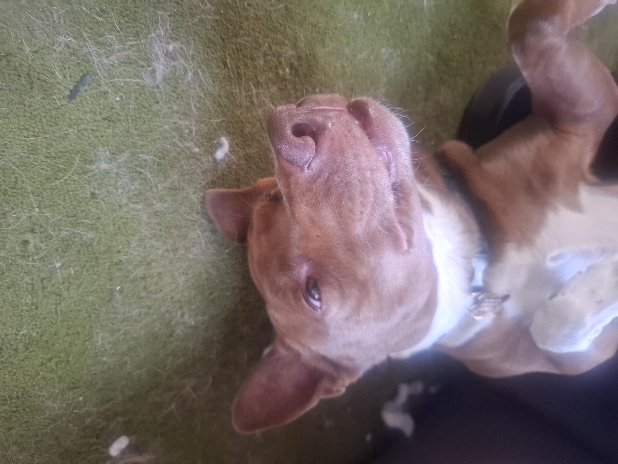 Dog relaxes on carpet in Naucalpan de Juárez