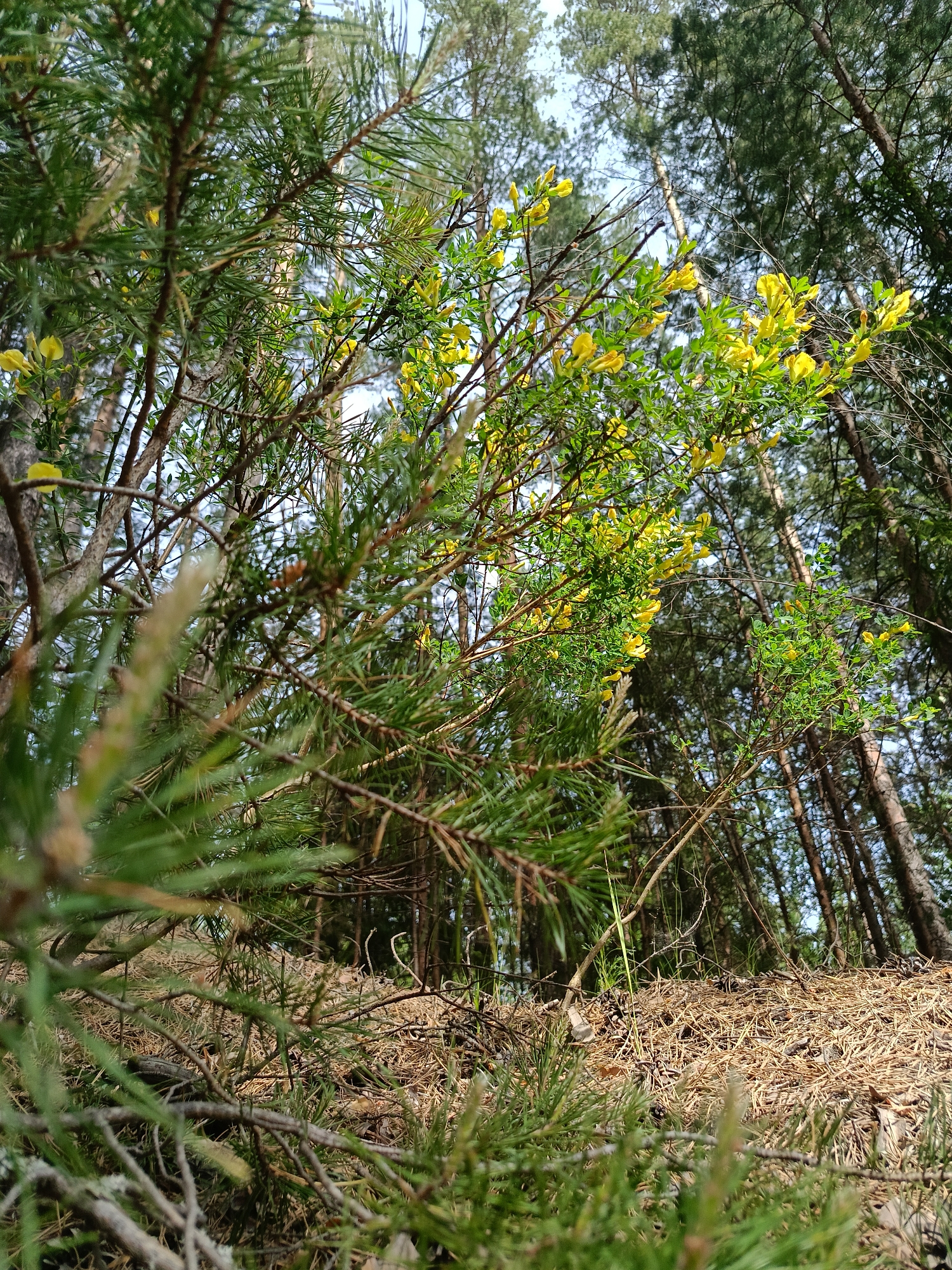 Woman documents morning forest walk in Chaikovsky, Russia