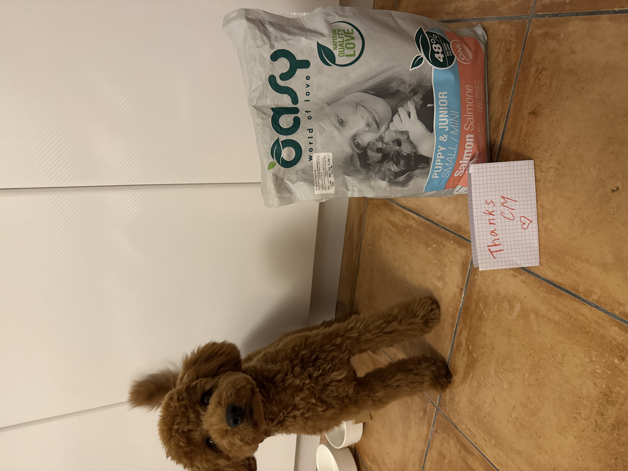 Poodle receives puppy food gift with thank-you note in Montenegro