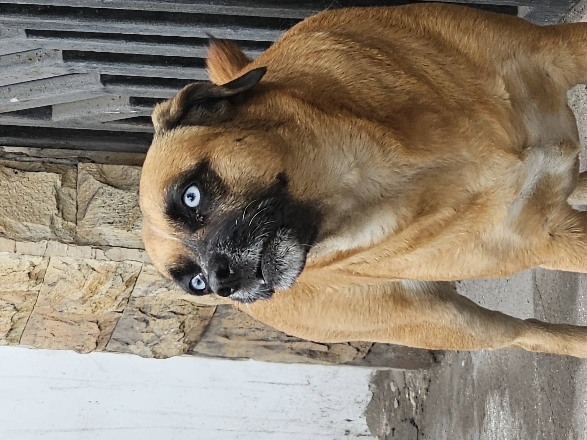 Blue-eyed tan dog spotted in Iquique draws attention