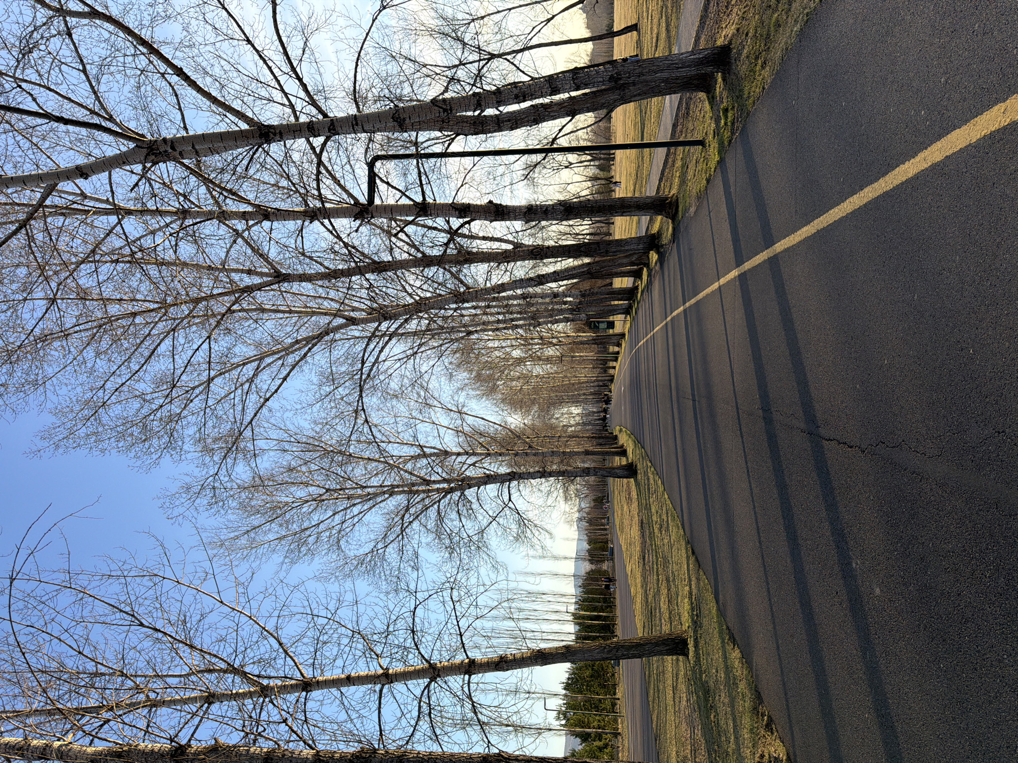 Curved road with bare trees documented in Krasnoyarsk