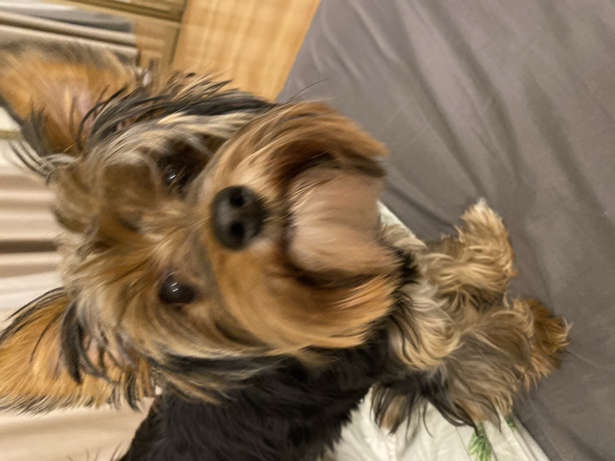 Domestic life documented in Saratov: girl, pets, cityscape