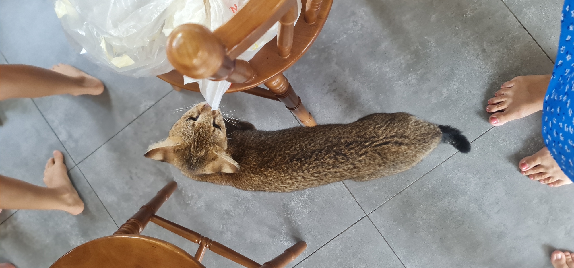 Two cats spotted resting on chairs in Đà Nẵng