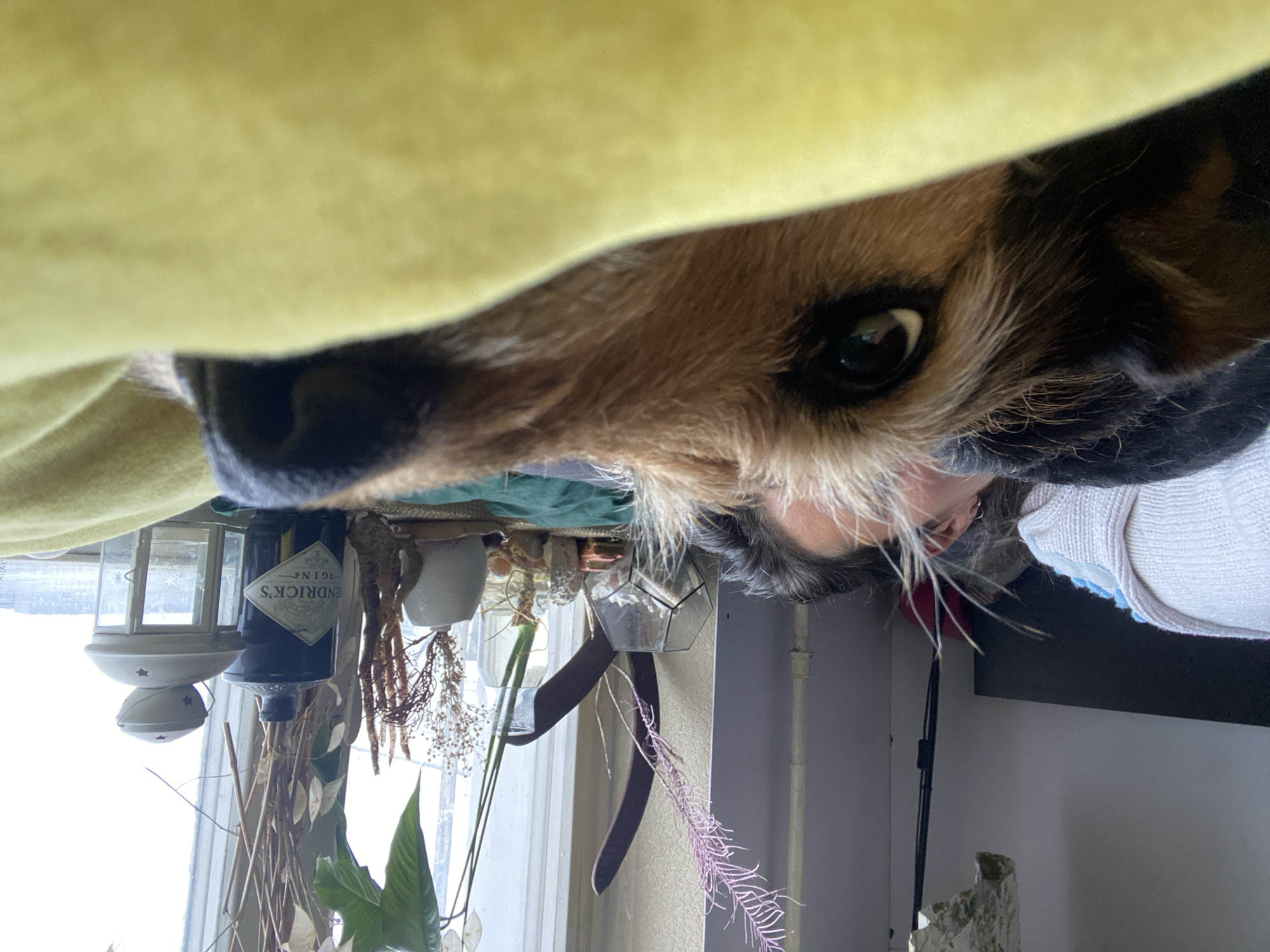Dog peers from yellow cloth near Moscow window