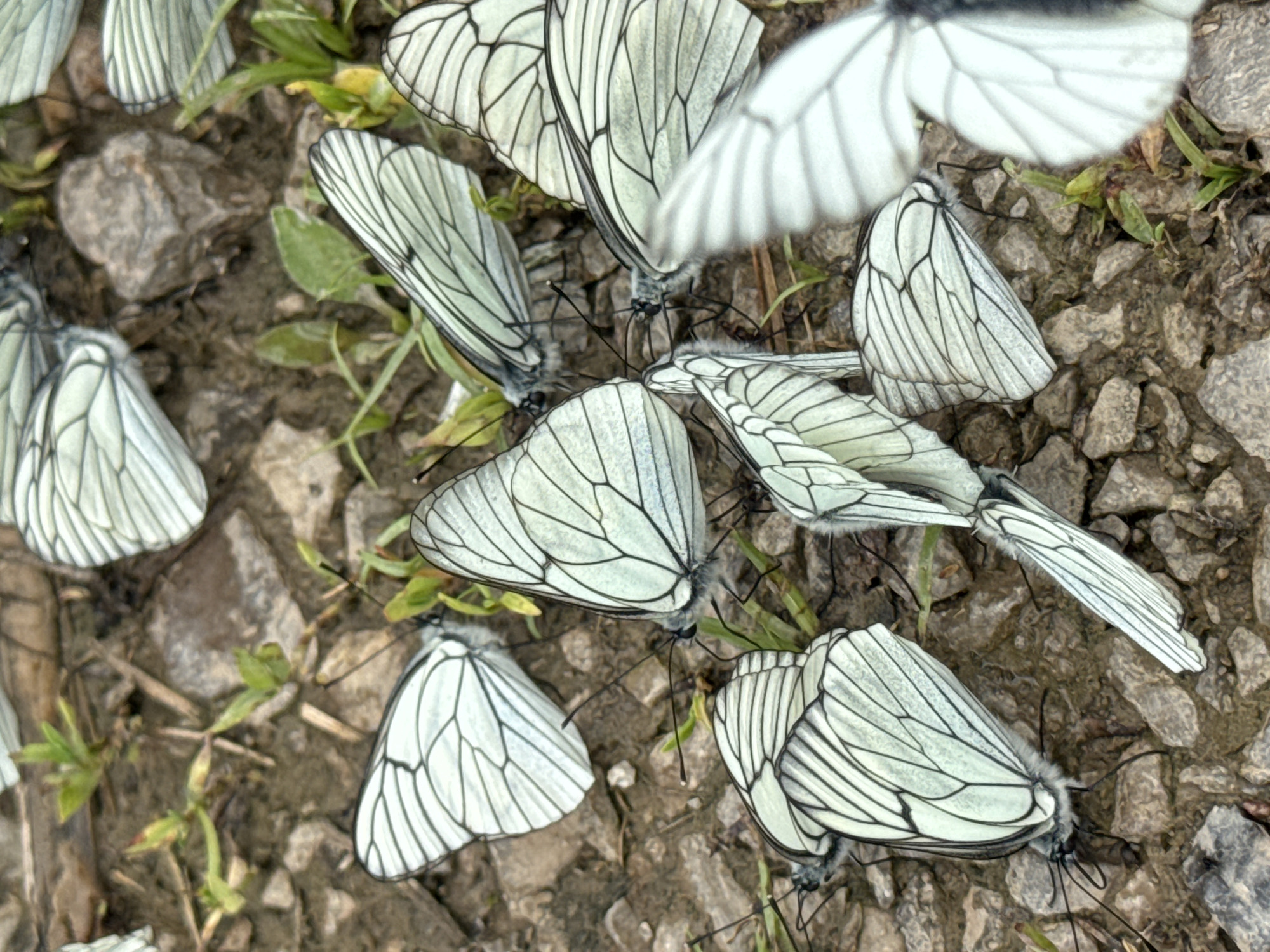 White butterflies congregate on muddy ground in Bulgarian village