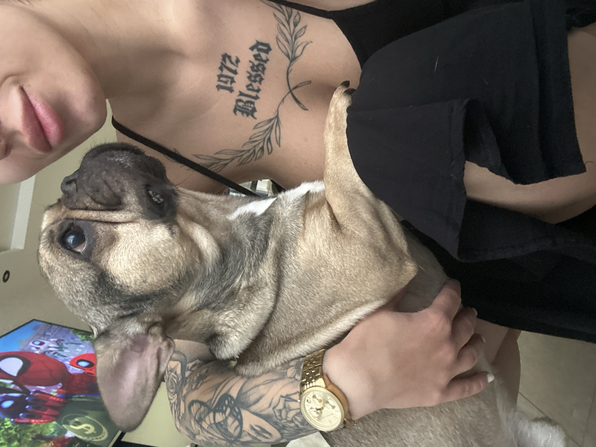 French Bulldog photo session captured in Stara Zagora