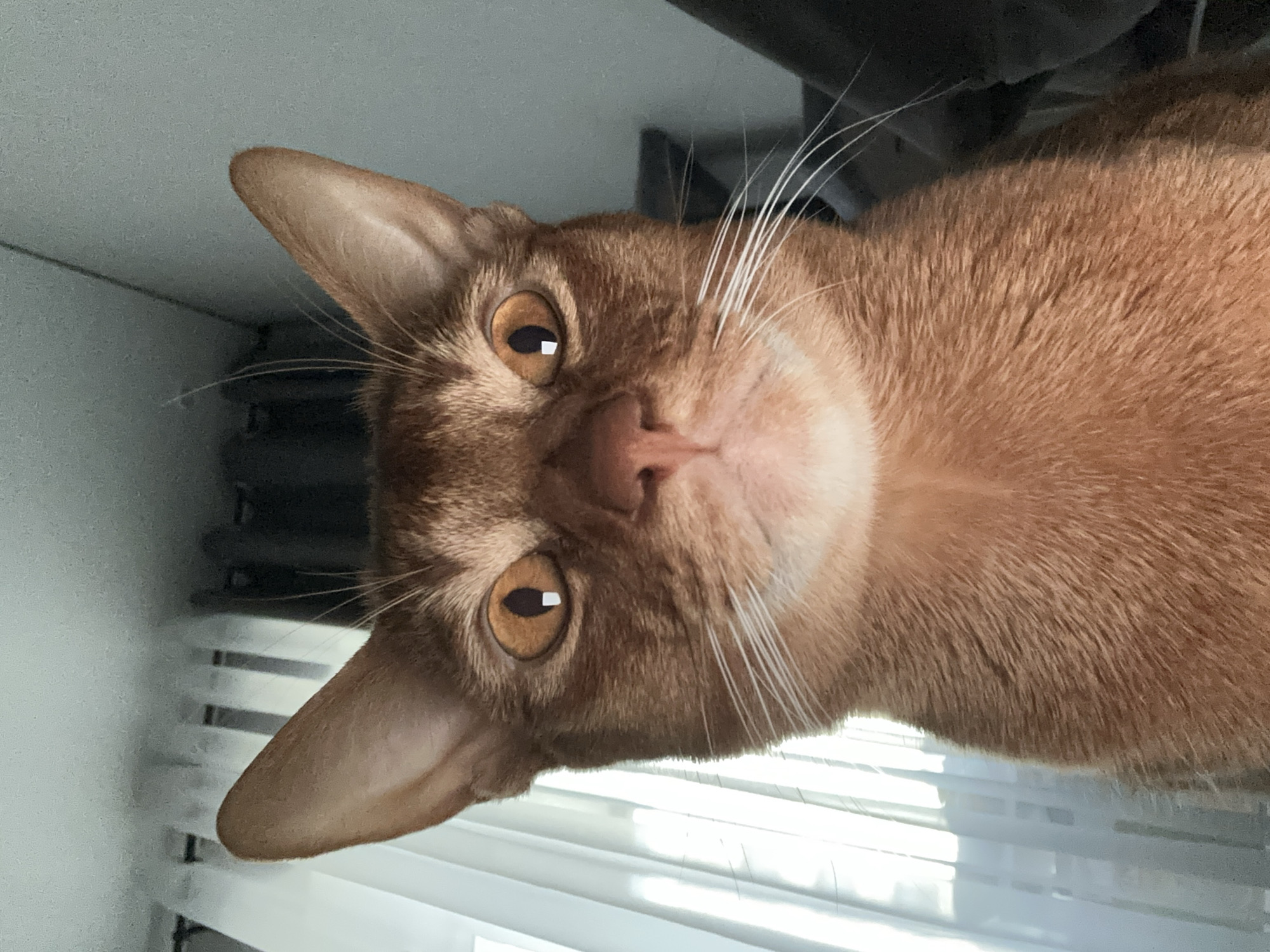 Orange cat spotted in morning domestic scenes across Kazan