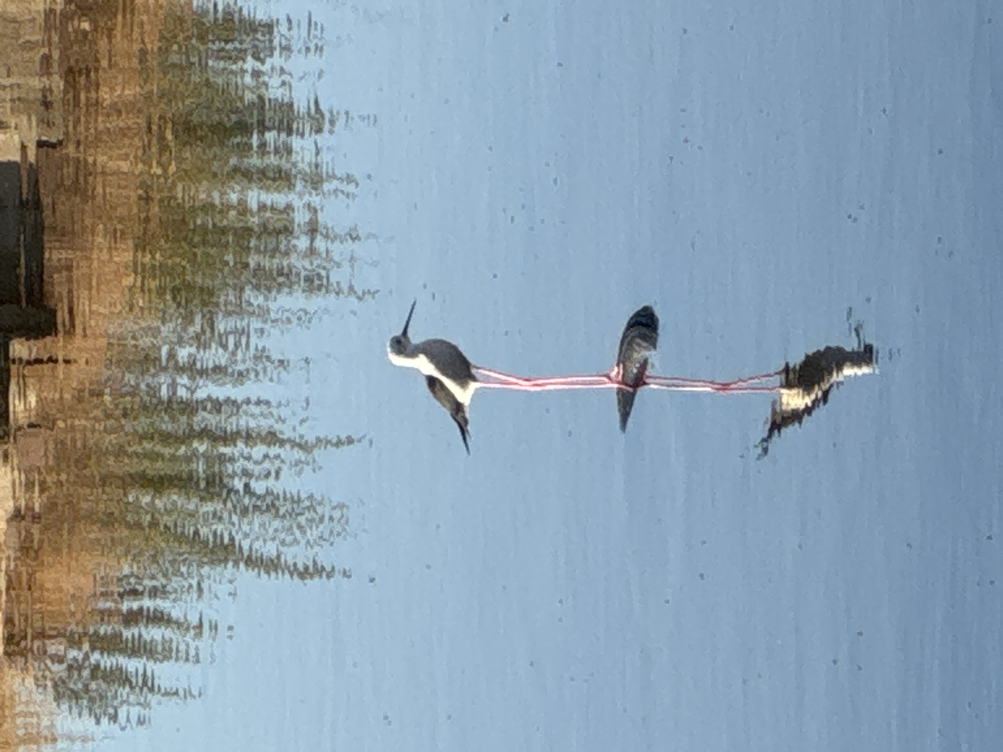 Three red-stringed birds caught mid-flight in a water reflection